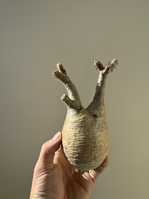 【新着】Pachypodium rosulatum var. gracilius a2 【新鮮・ベアルート株】パキポディウムグラキリス