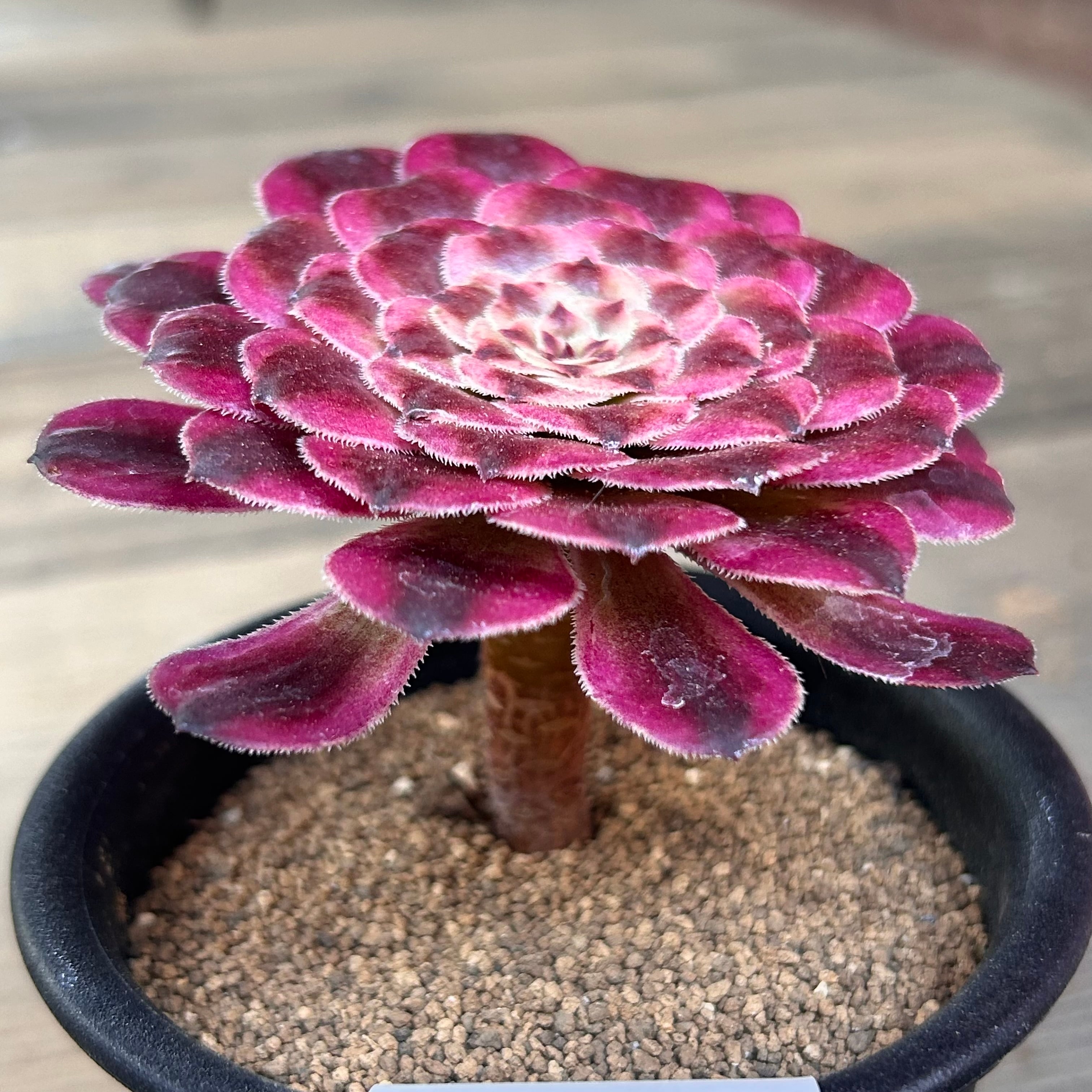 水彩画 アエオニウム | RuPo 多肉植物専門店