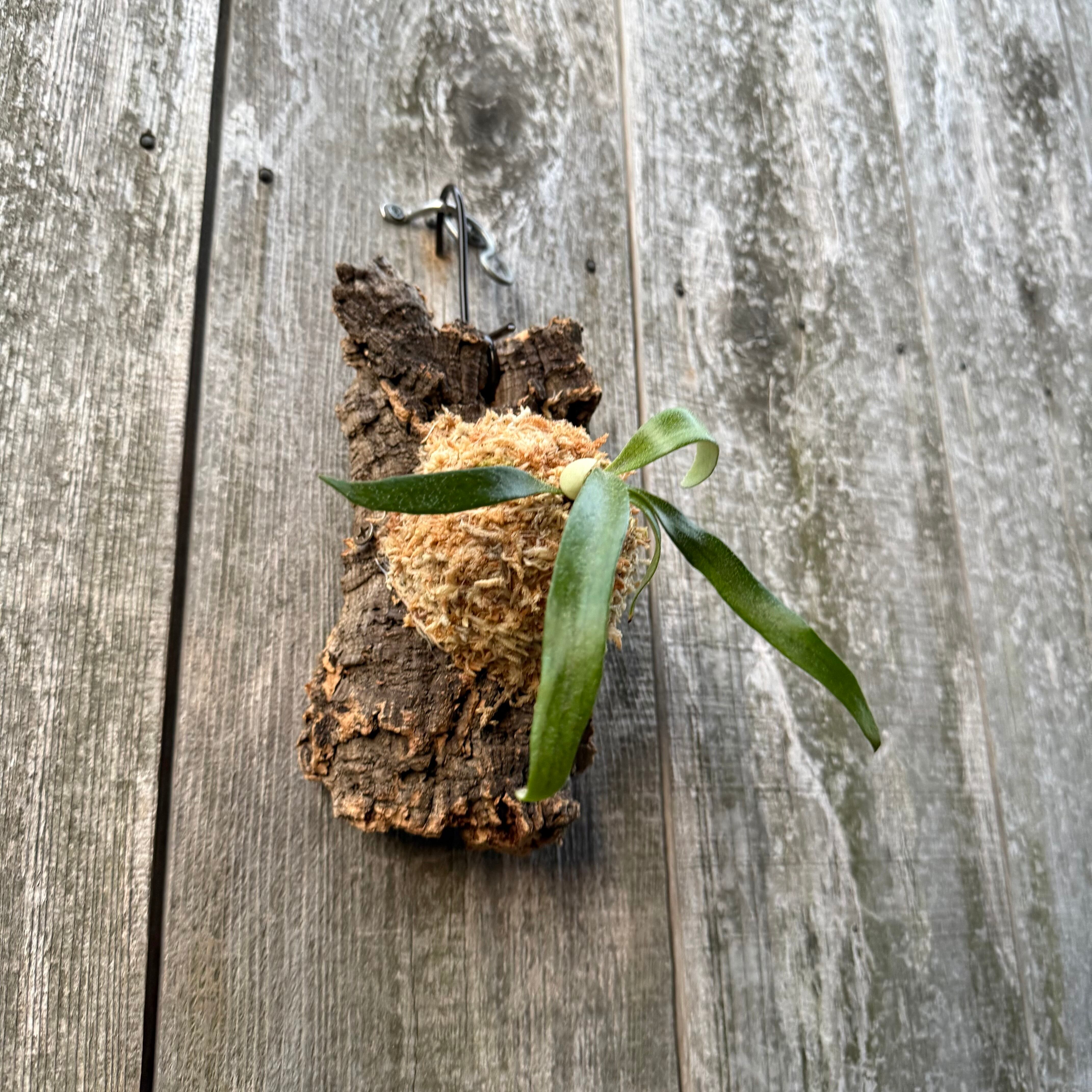 P. alcicorne dwarf (TC) | naturefix