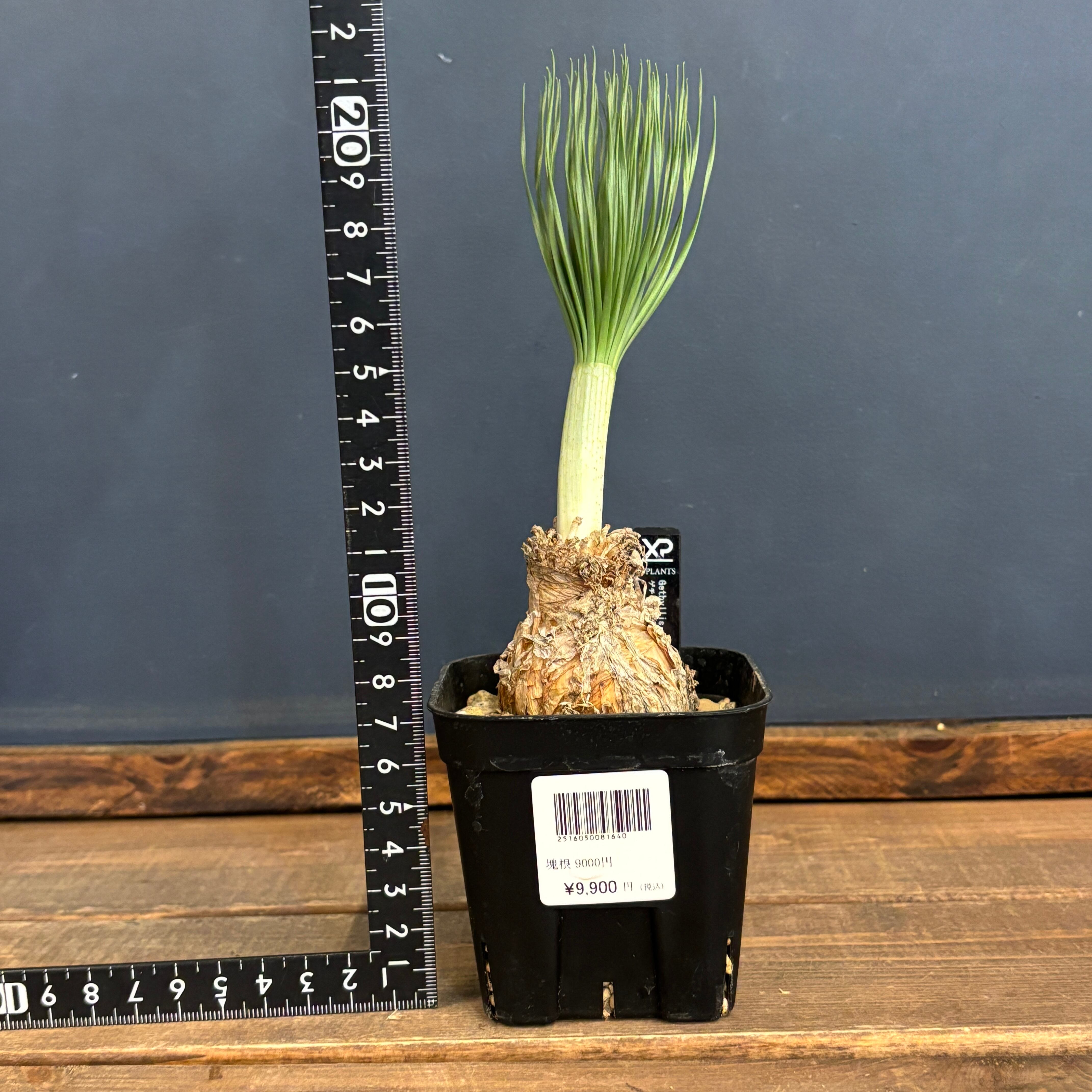 ゲチリス グランディフローラ【180】 | PROTOLEAF プロトリーフ