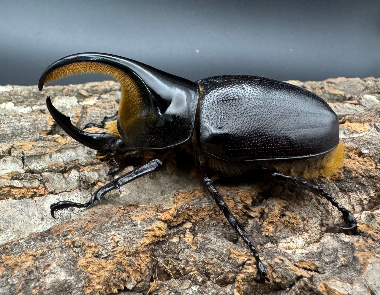 即ブリ《サタンオオカブト 79.5mm ペア》