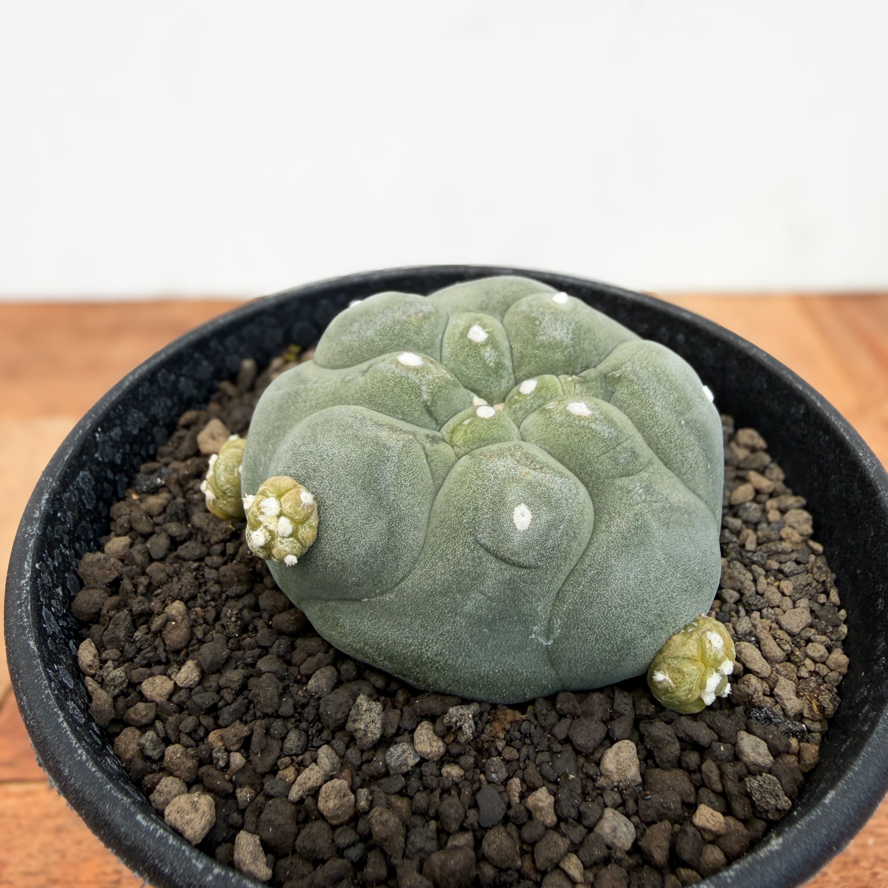 Lophophora diffusa 【ロフォフォラ・黒肌翠冠玉】 | RIMO'S GREEN