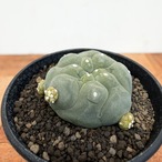 Lophophora diffusa  【ロフォフォラ・黒肌翠冠玉】