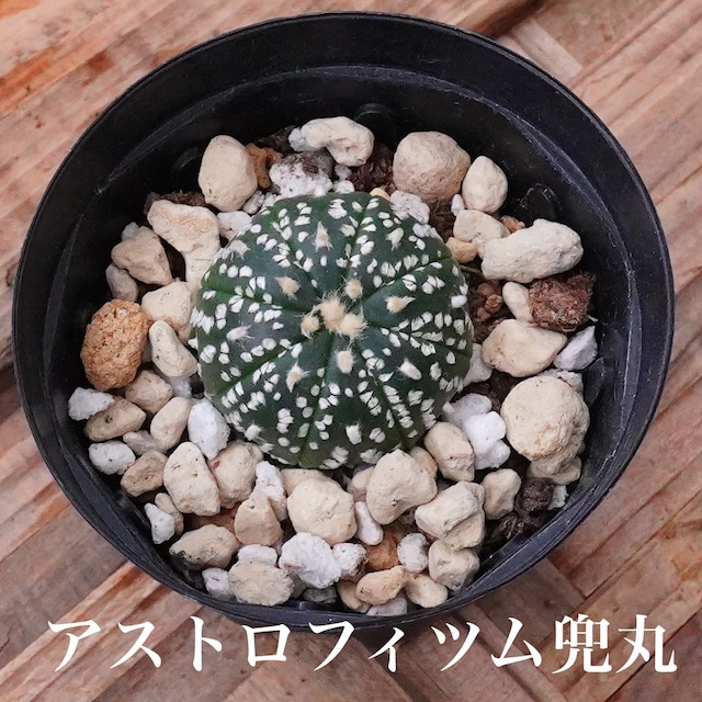 ミニサボテン！【アストロフィツム兜丸 1】実生シリーズ　小さな小さなサイズ