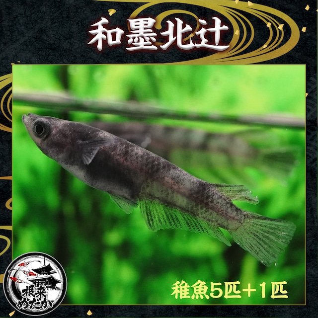【5匹+補償1匹】和墨北辻