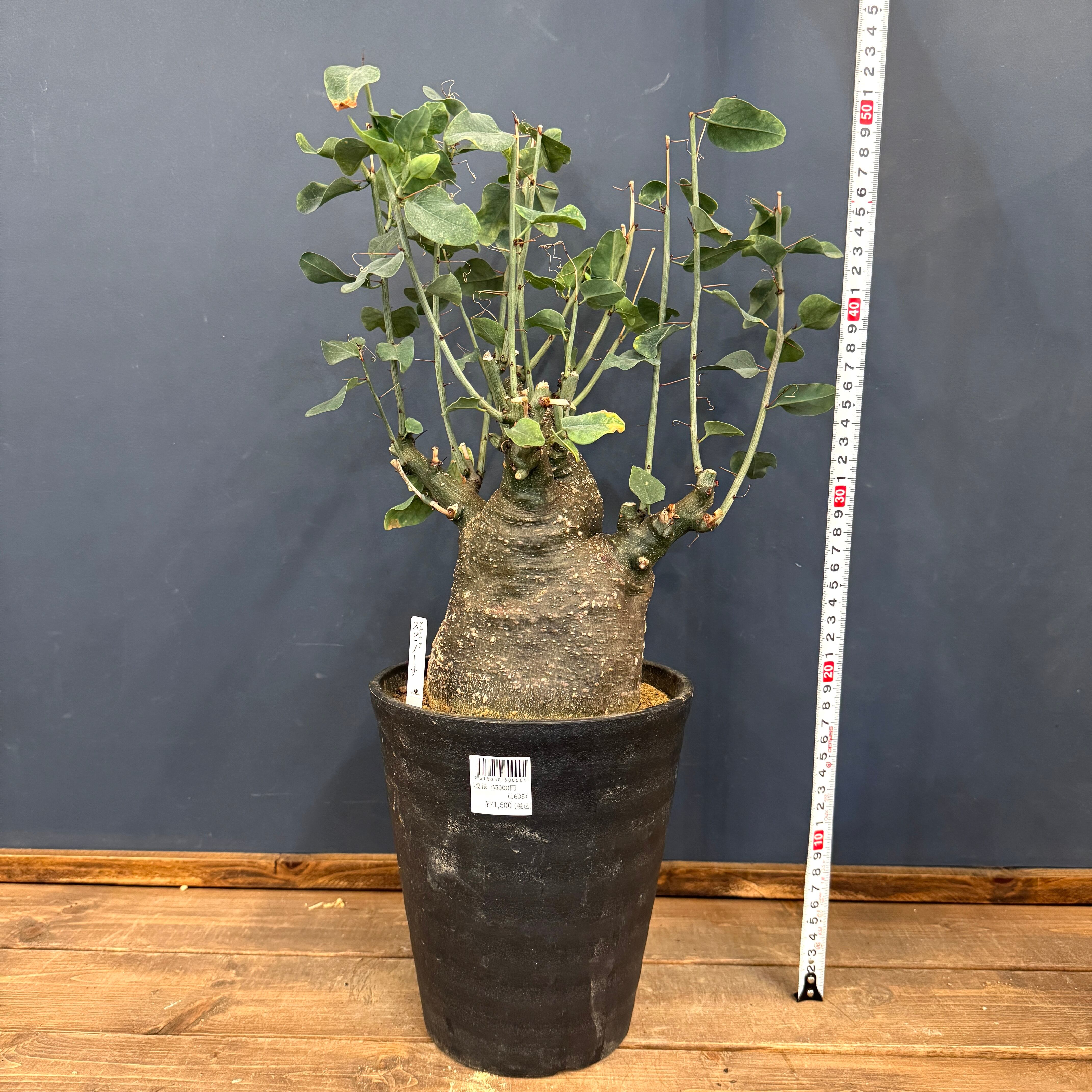 大株 アデニア スピノーサ 現地株 BASE抽選販売(限定価格)】 アデニア スピノーサ | PROTOLEAF