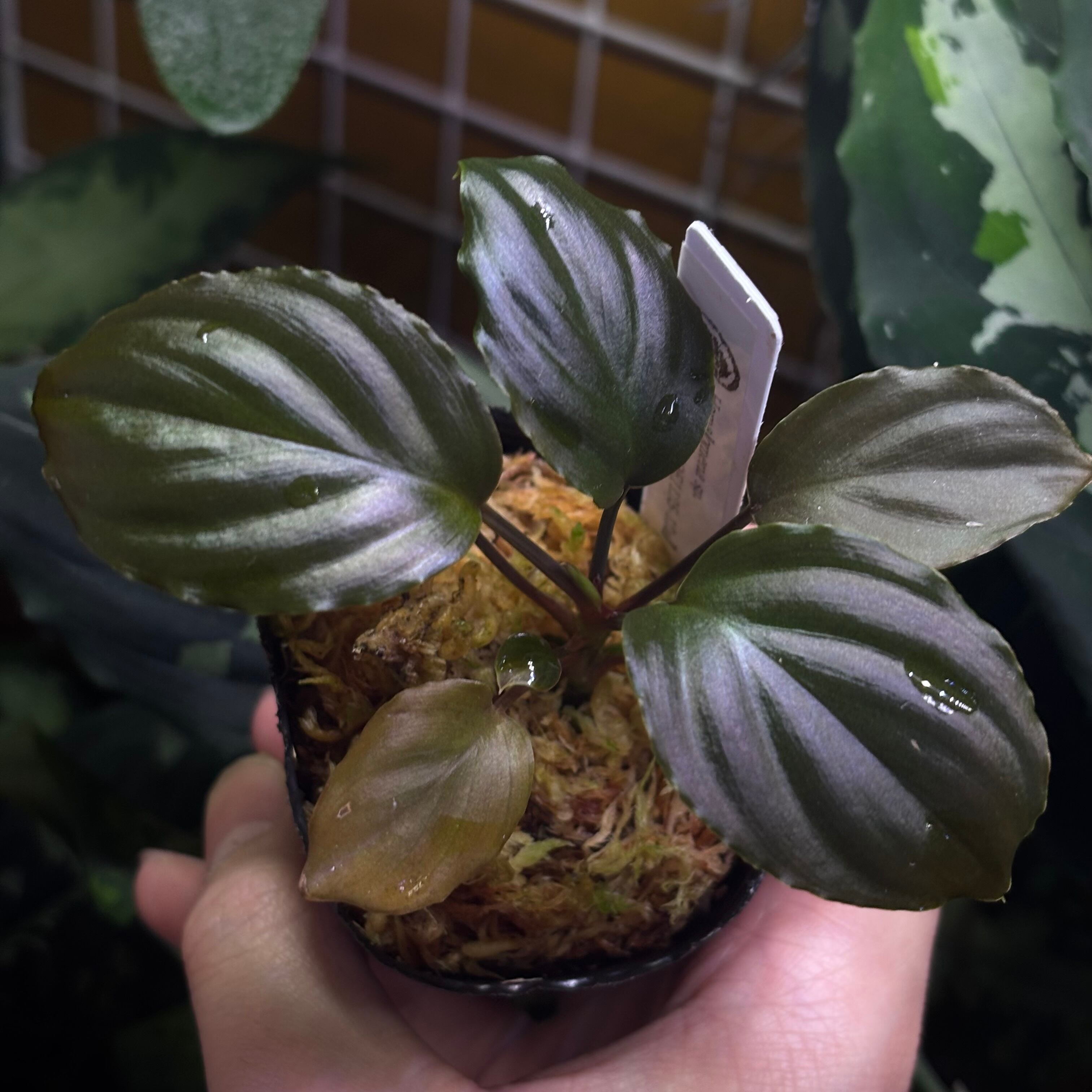 Homalomena sp. Sulawesi 【ZOE0925-3b】 | 熱帯雨林植物専門店 トイ吉園芸