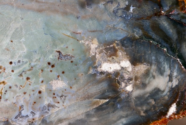 珪化木 Araucarioxylon A