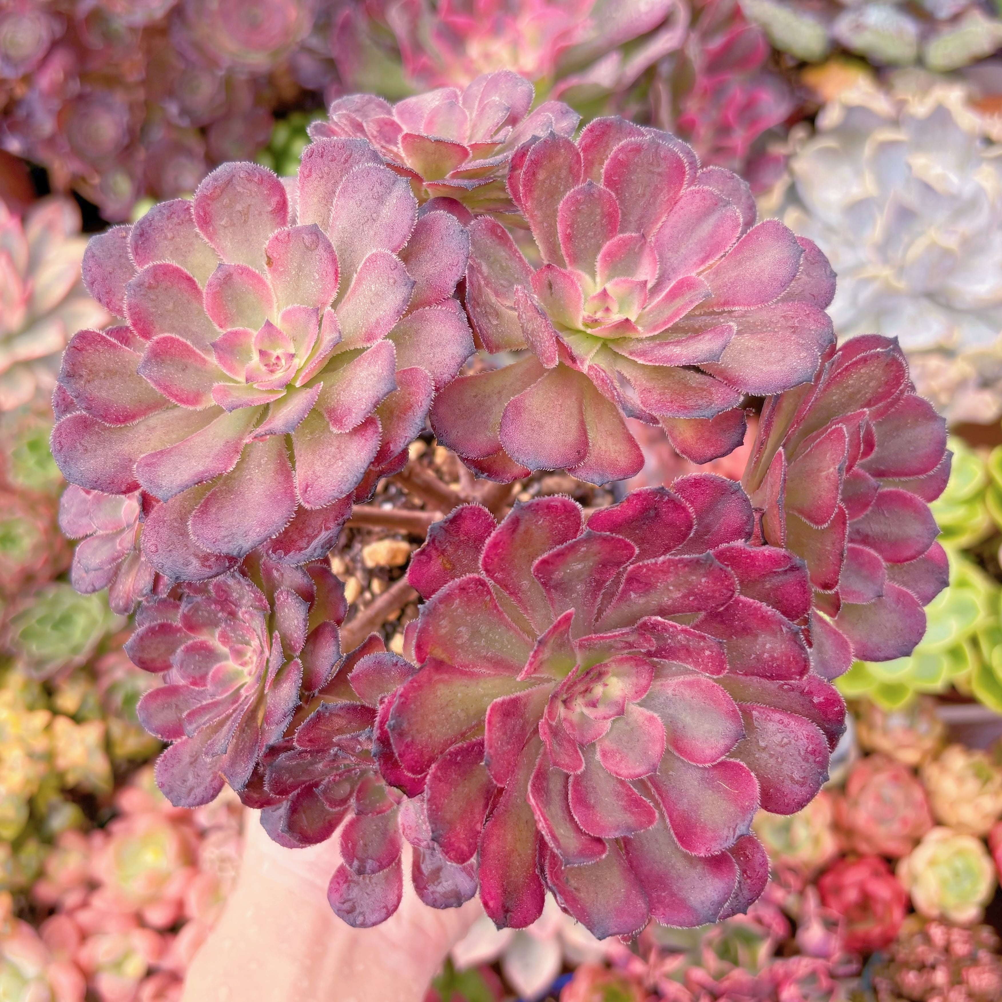 現品　ブラックチェリー#856　大群生　るる農園