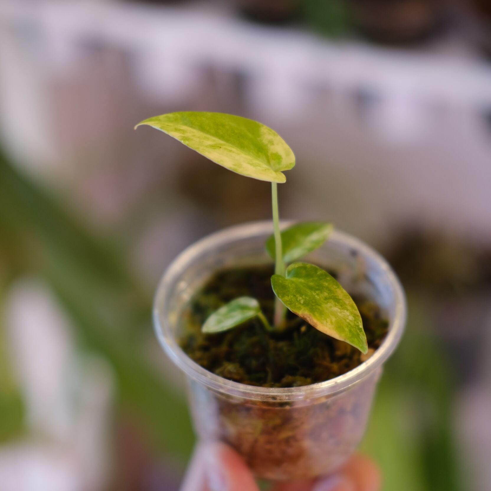Anthurium papillilaminum var. “Australia version” × Anthurium 'Red