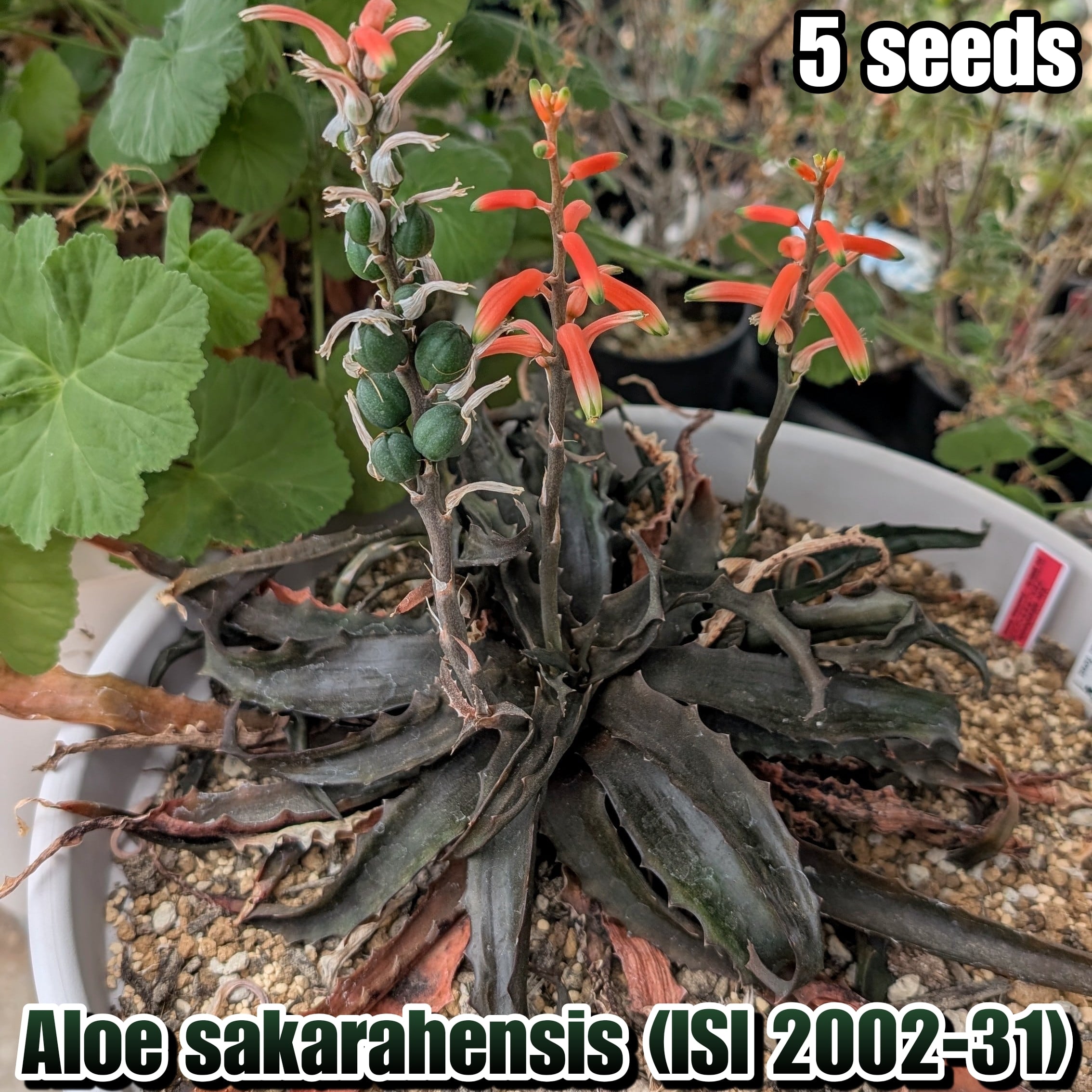 種子/5粒】Aloe sakarahensis (ISI 2002-31)/アロエ・サカラヘンシス