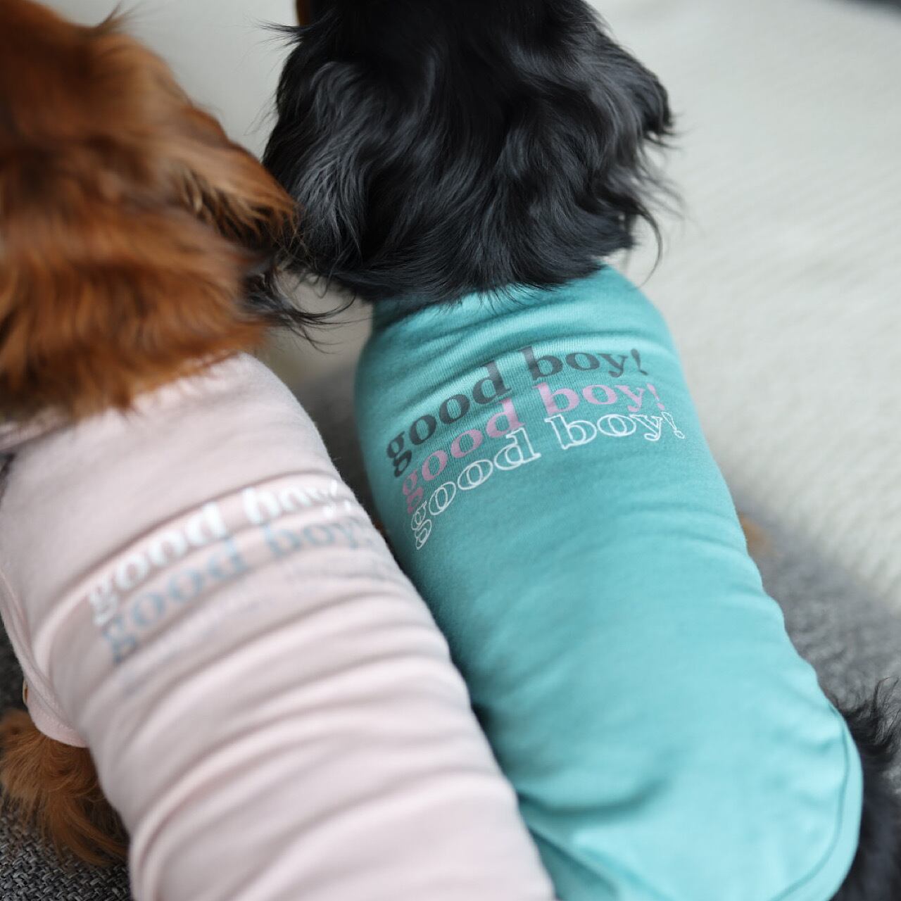 GOOD BOY （Tシャツ） | カニンヘンダックスとミニチュアダックス専門