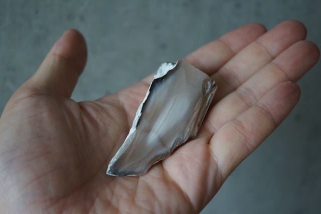 ハンガリー産珪化木 Betula sp. 1625