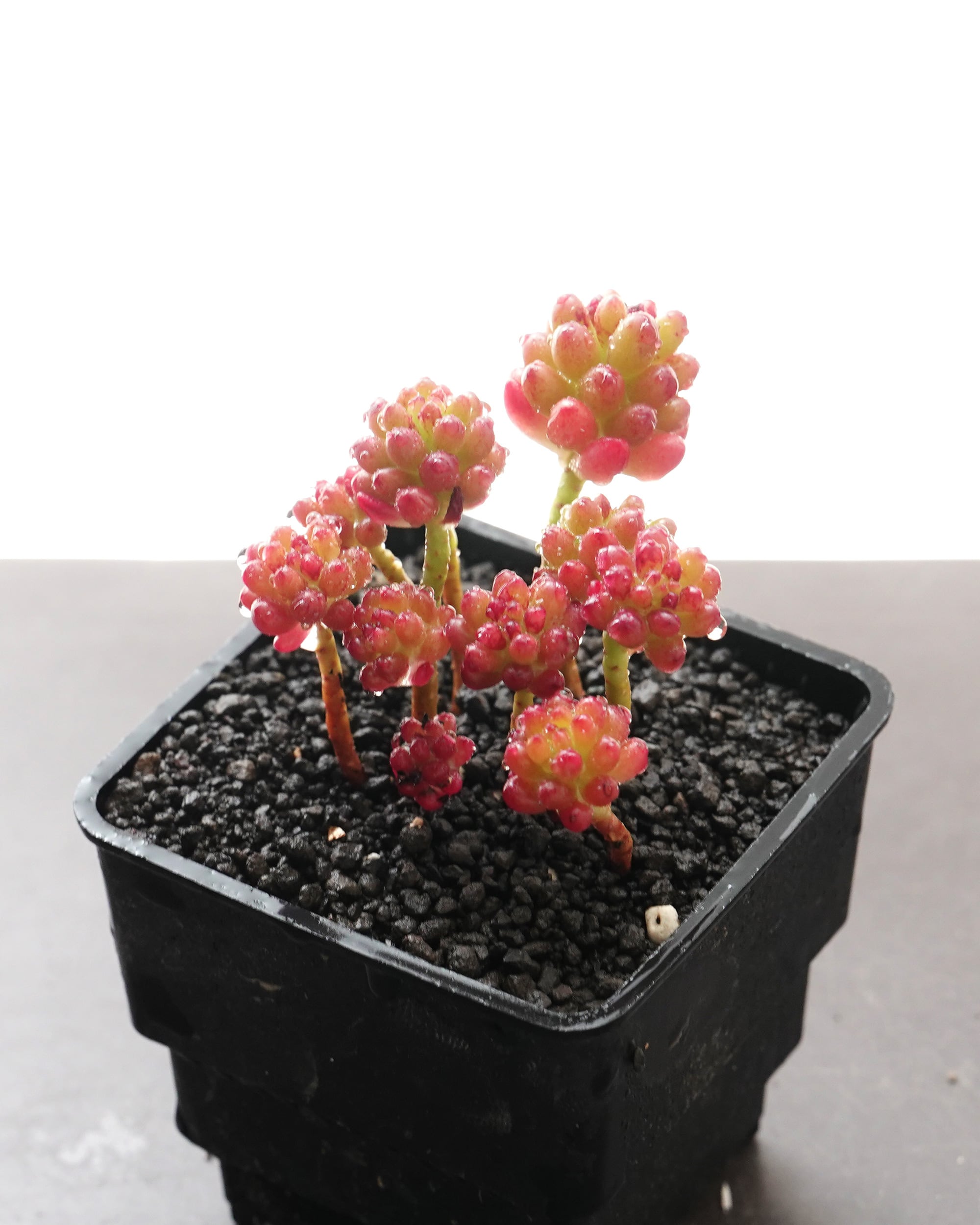 抜き苗 リトープス 緑大津絵 1〜1.5cm Lithops otzeniana C350 'Green