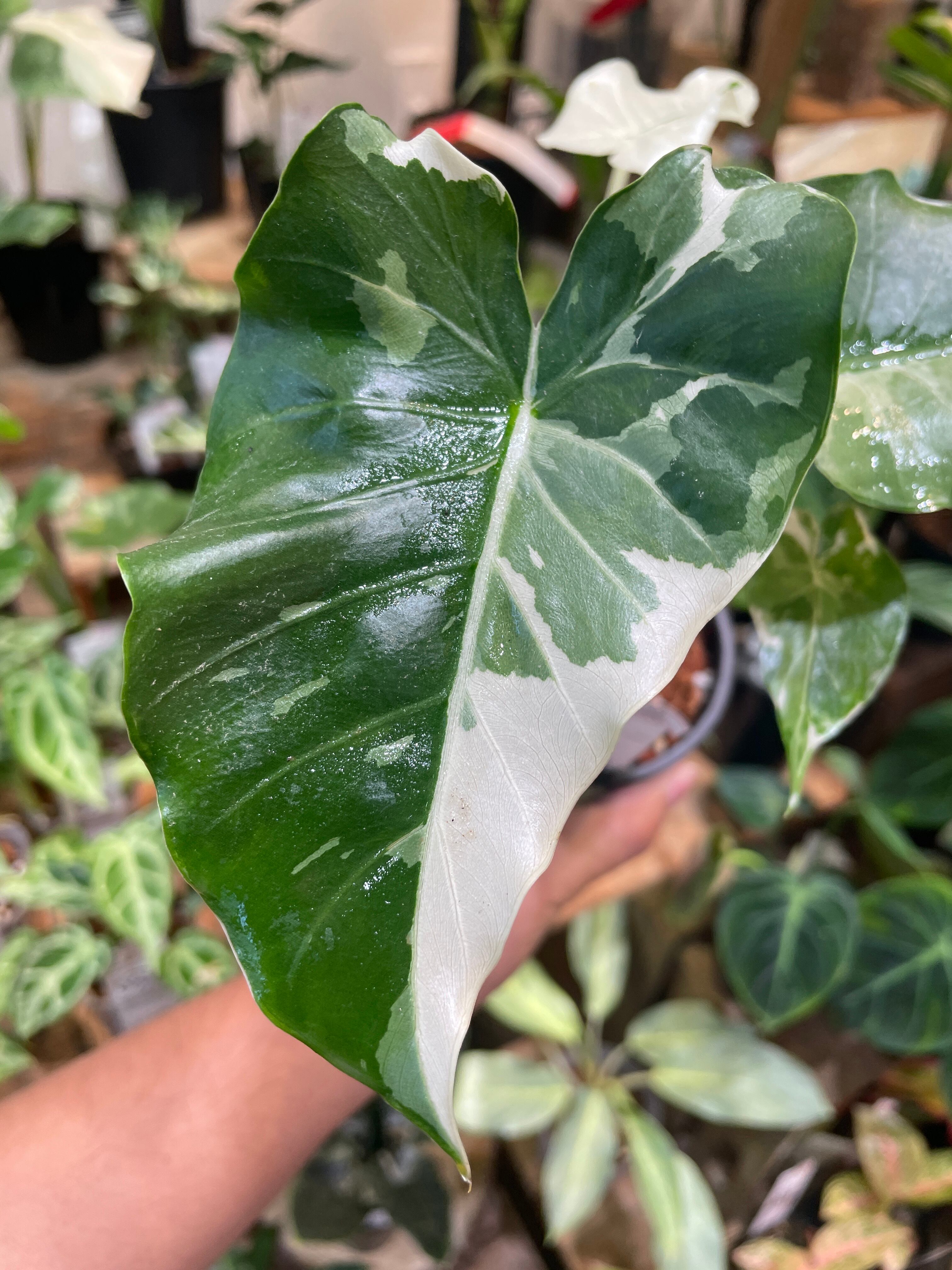 白斑クワズイモでつかいNo.2