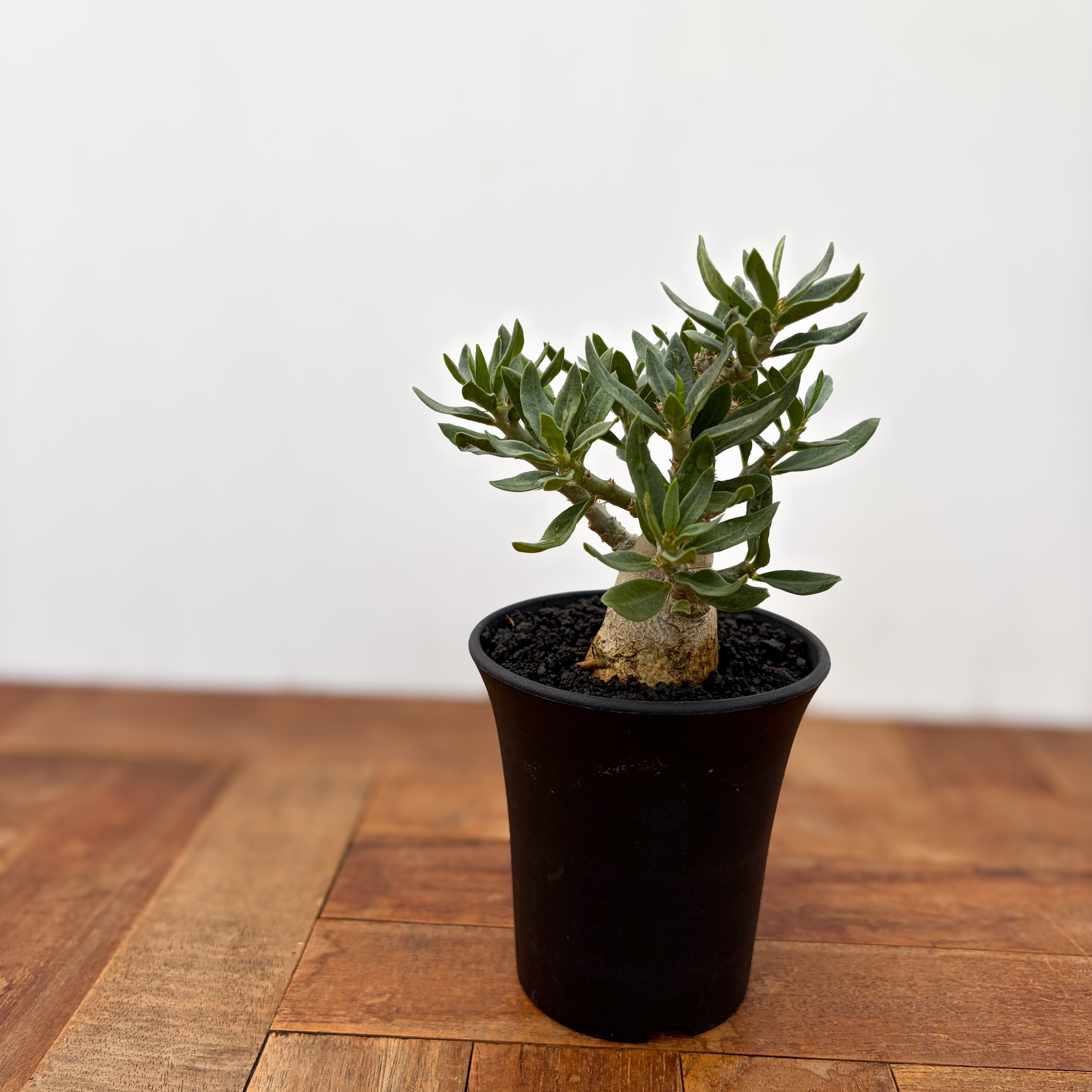 Pachypodium bispinosum【パキポディウム・ビスピノーサム・実生