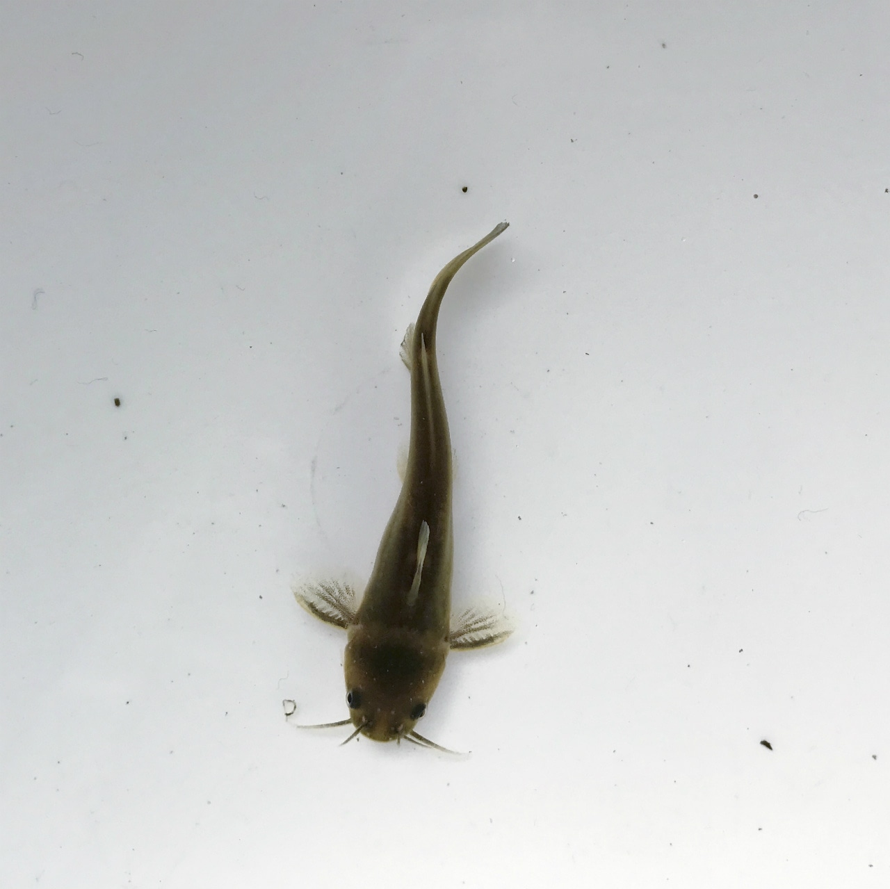 （淡水魚）ギバチ　S（2～4ｃｍ±）　（1匹）【生体】