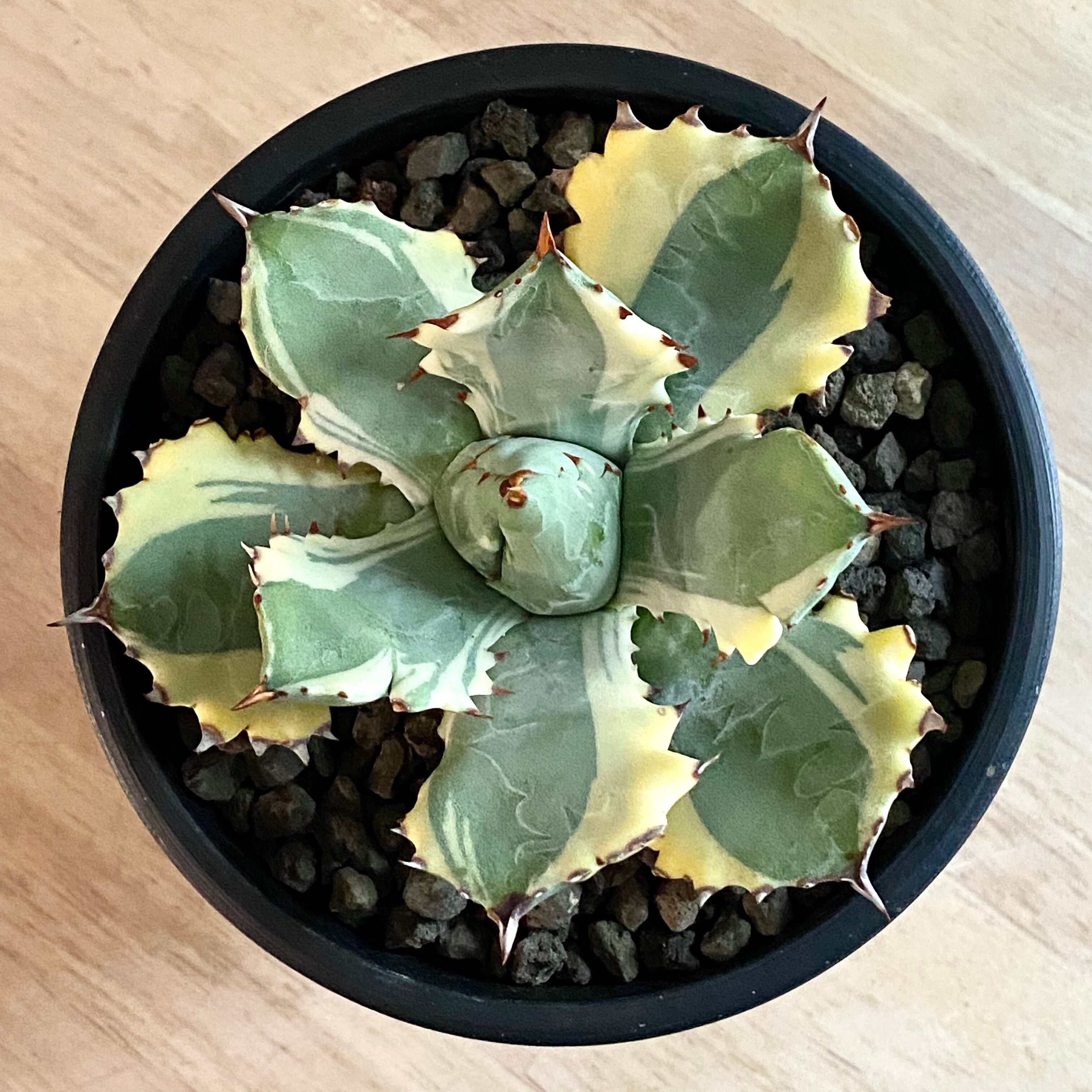 agave isthmensis ohi kabutogani f.variegata /アガベ 王妃カブトガニ