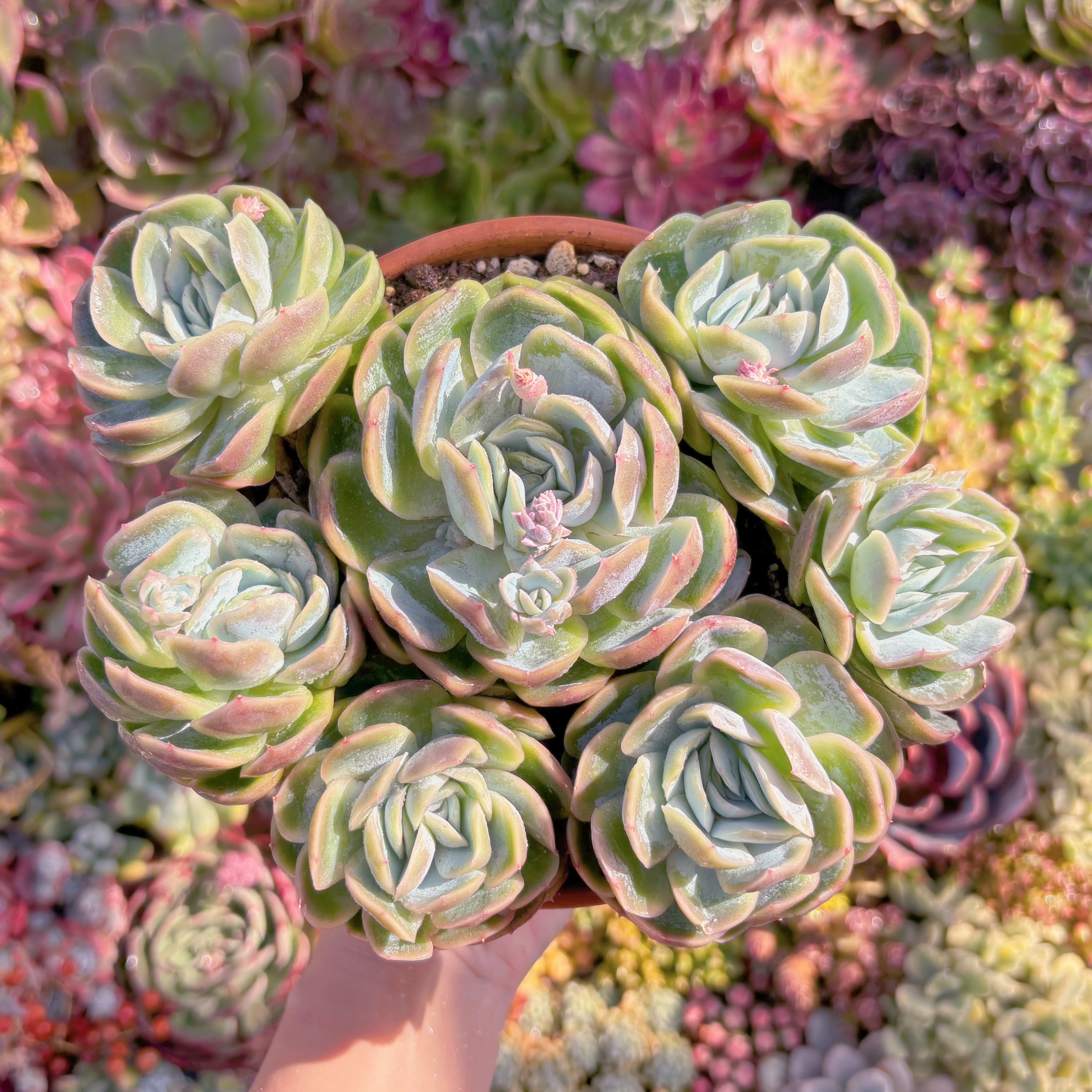 現品　Sina#621　特大群生　新入荷　るる農園