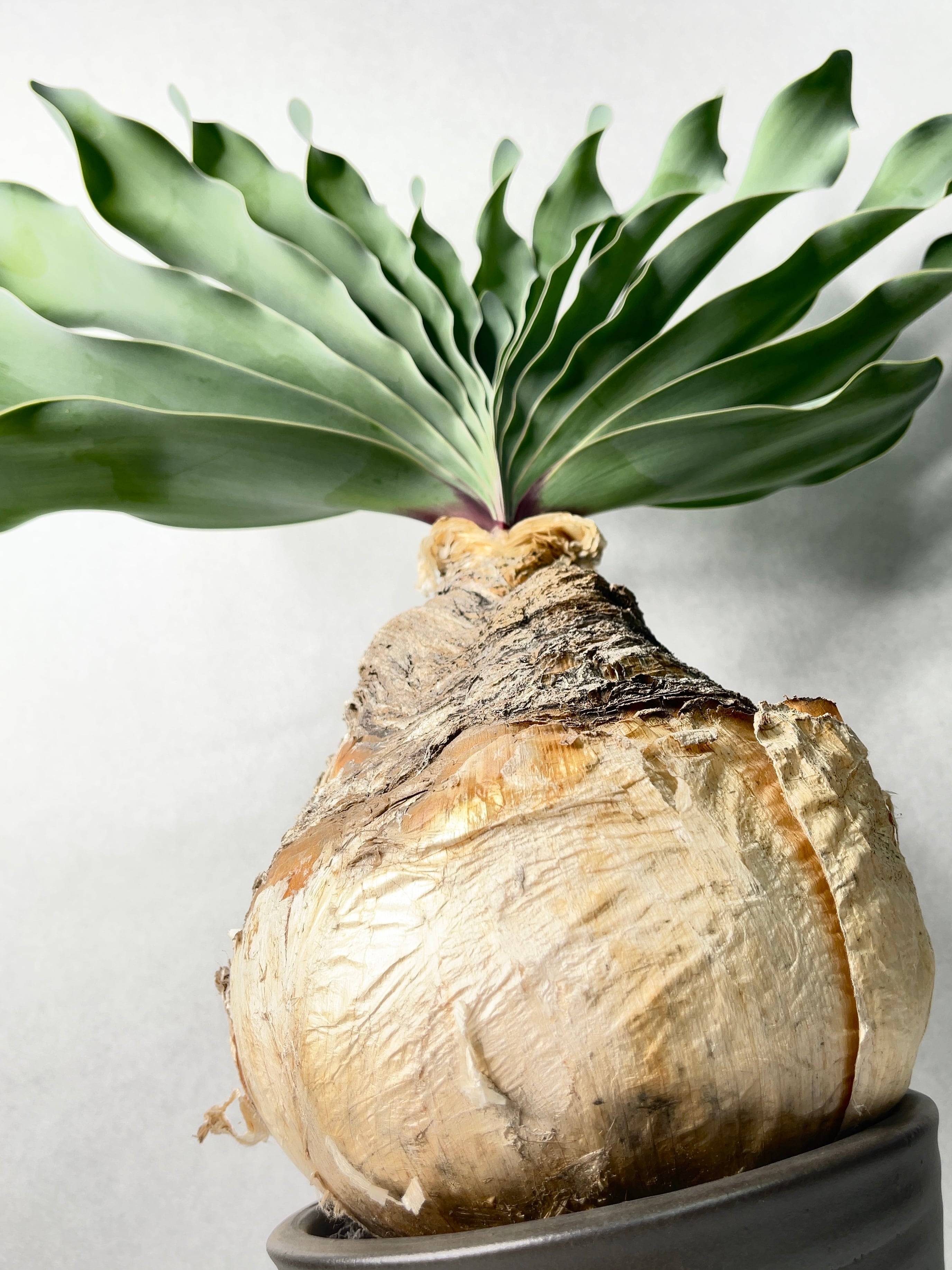 ブーファン ハエマンソイデス ケープバルブ 現地球 観葉植物 本物 現品 希少 ブーファン・ハエマンソイデス ビザール