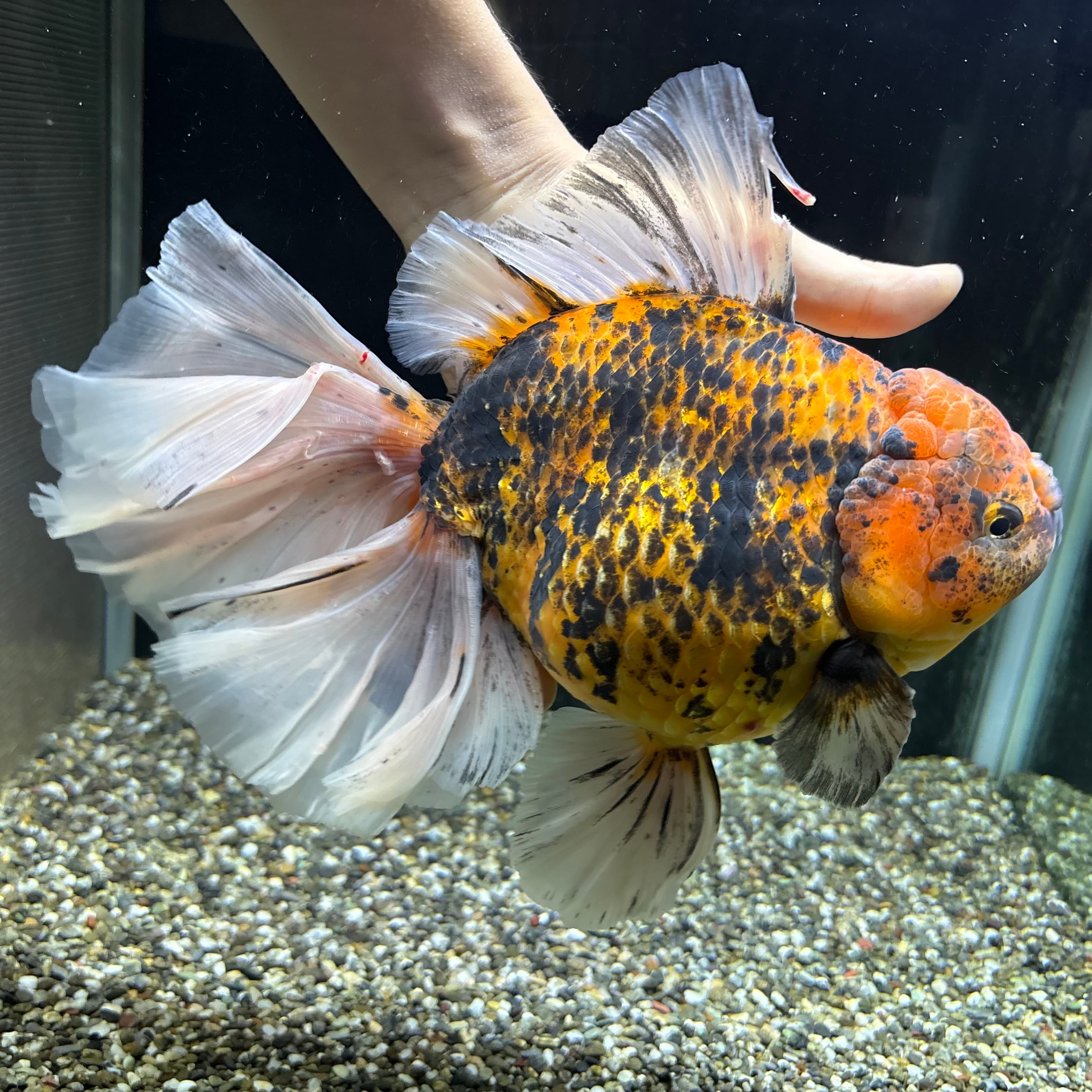 【セレクト】ローズテールオランダ タイガー 25cm