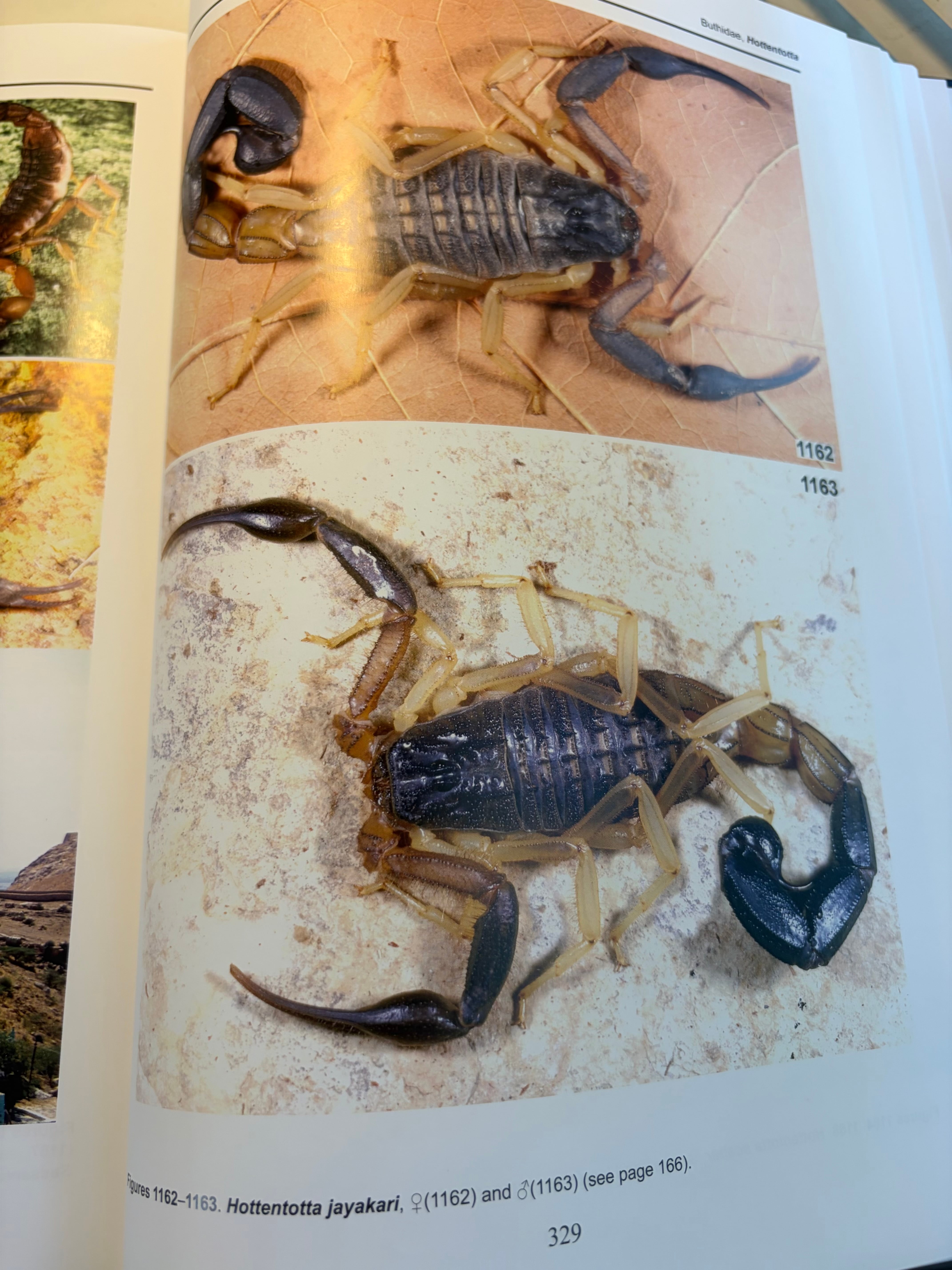 最高傑作】サソリの図鑑 標本 洋書 Illustrated catalog of scorpions