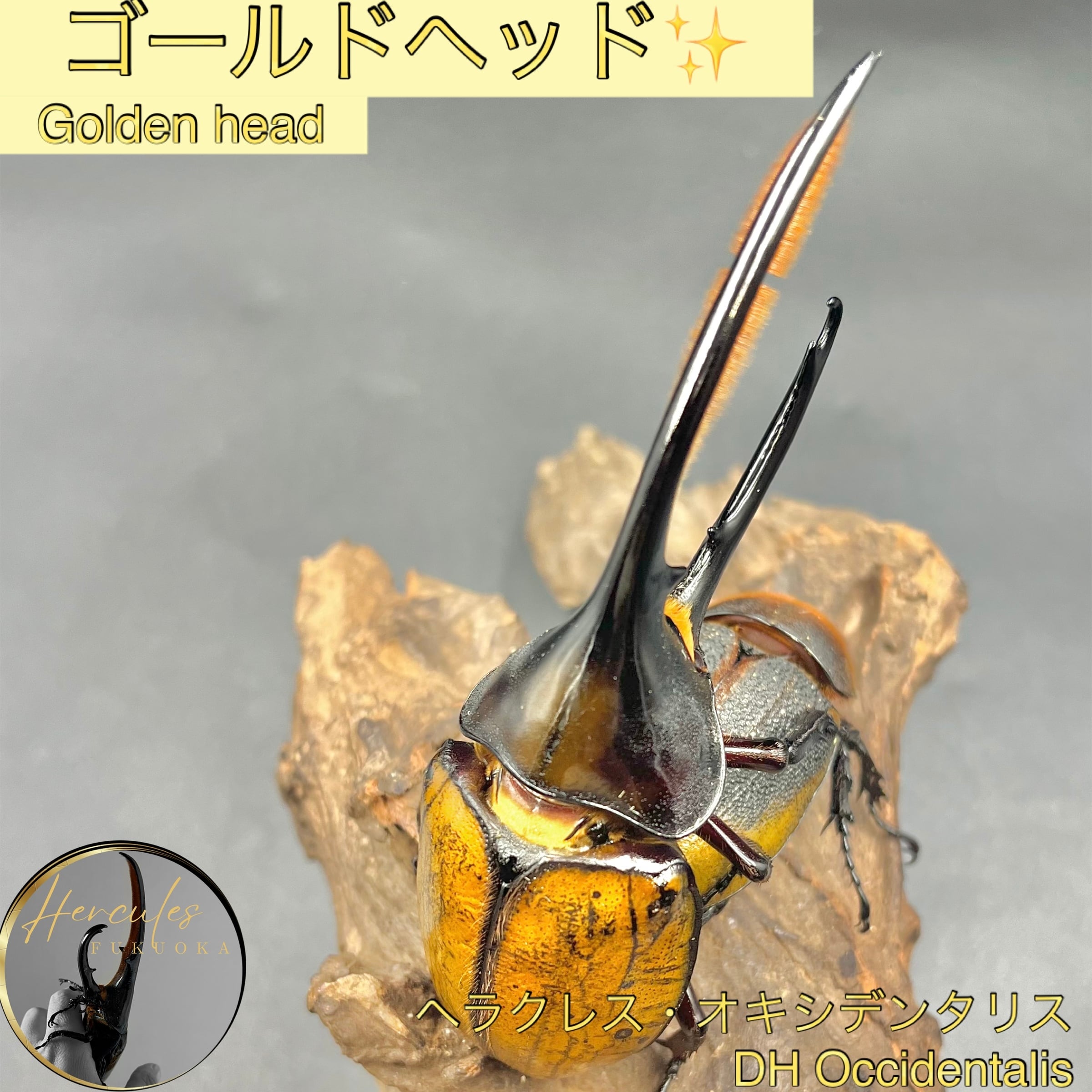 ゴールドヘッド　D.H.オキシデンタリス　♂♀ペア ゴールドヘッド D.H.オキシデンタリス ♂♀ペア