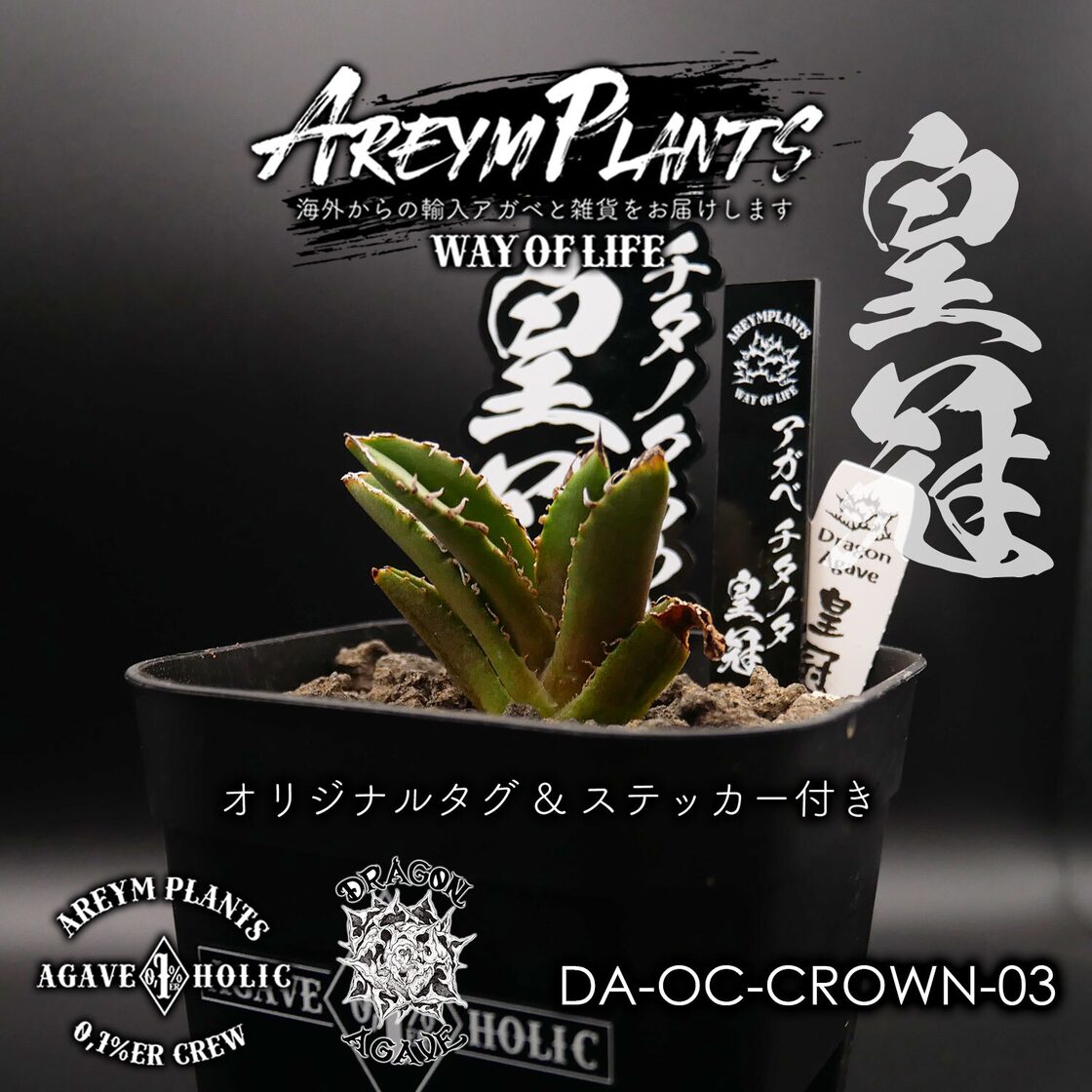 子株】LEGEND／アガベチタノタ 被 