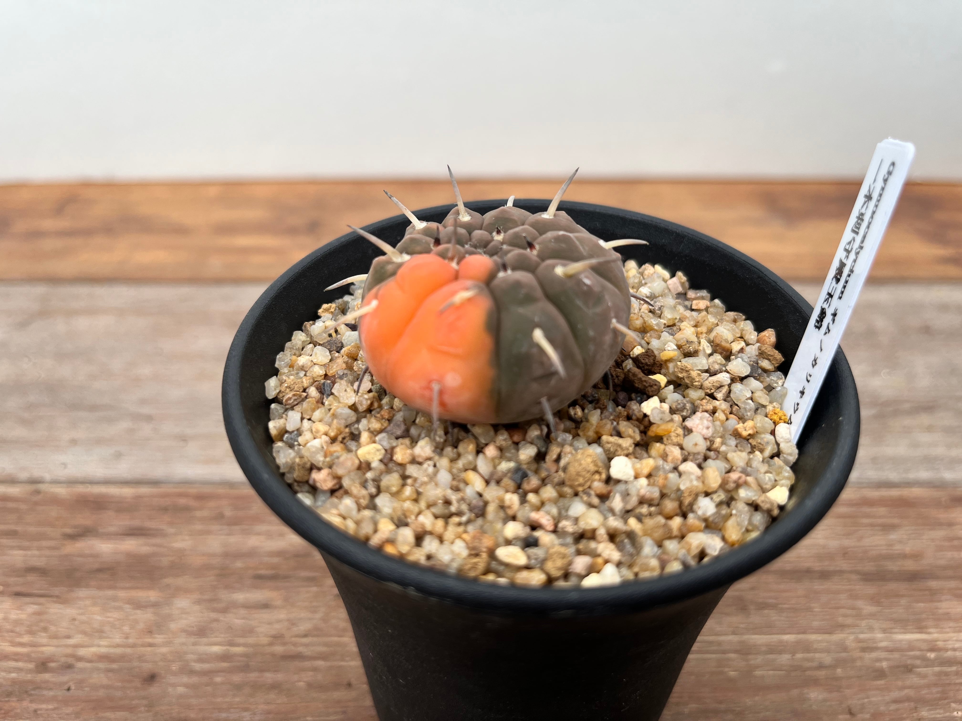 Gymnocalycium stellatum ギムノカリキュウム 守殿玉錦 一本刺