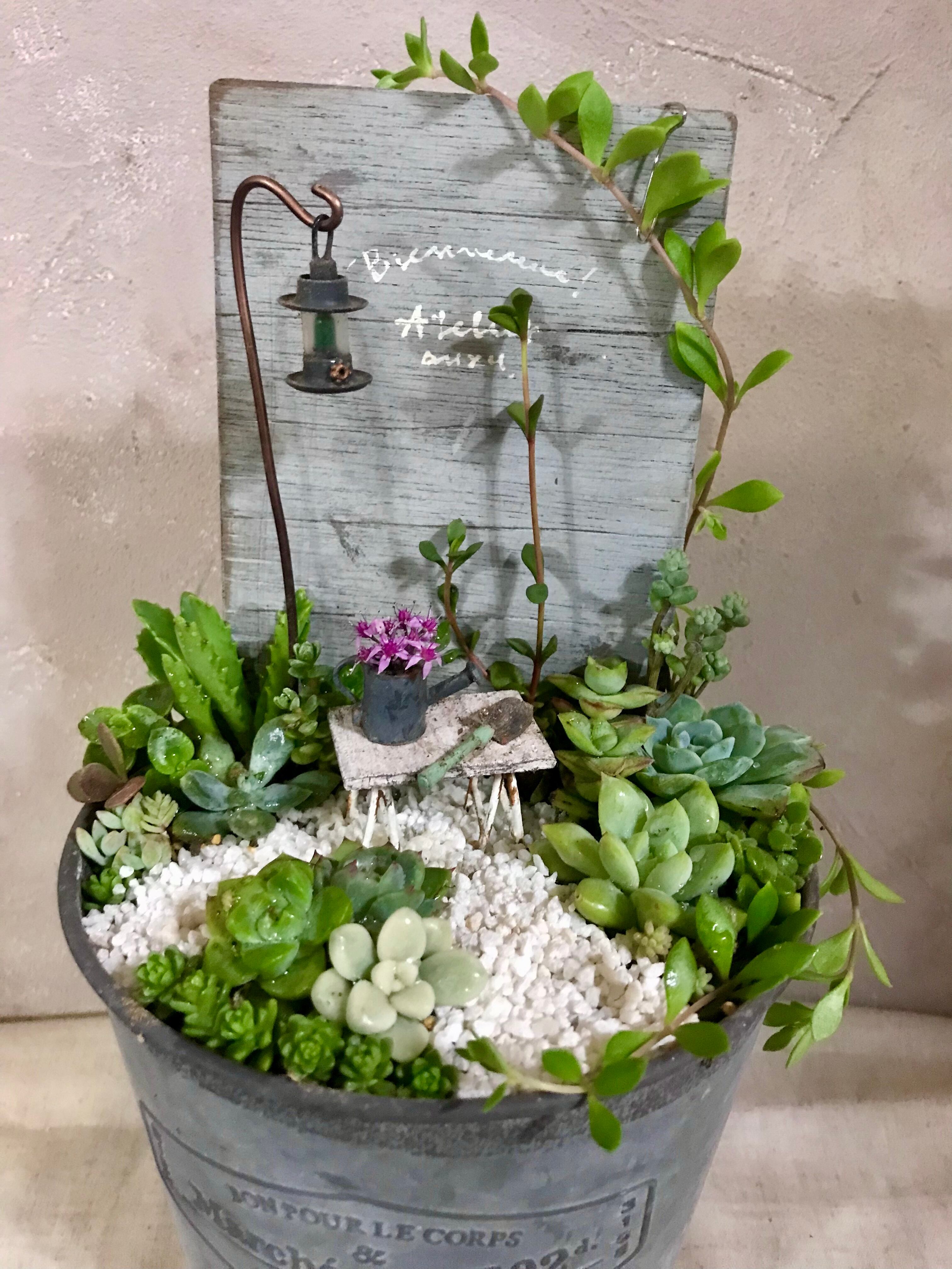 多肉植物寄せ植え(コロン鉢) | Pay ID