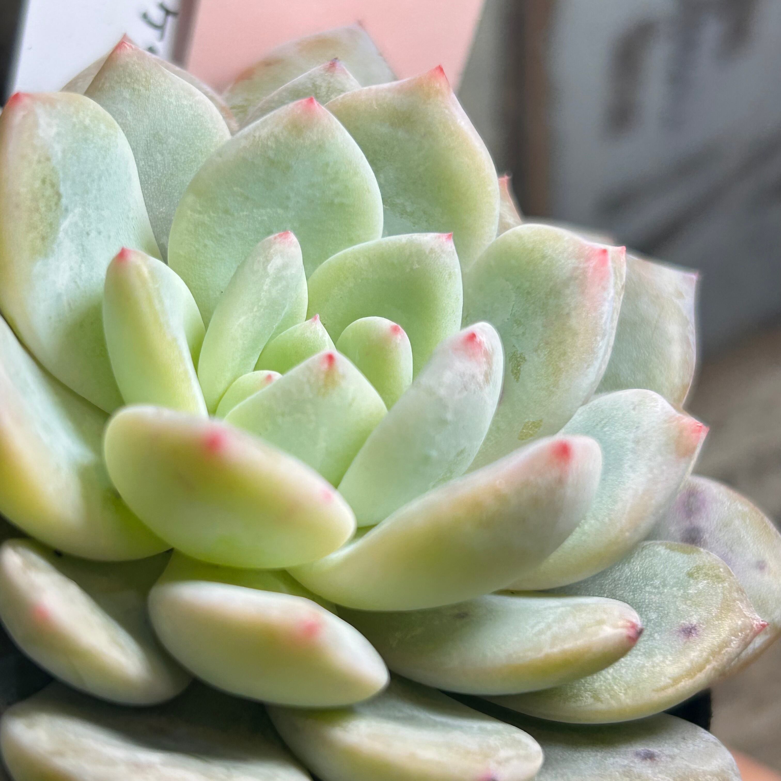 多肉植物　ラウリンゼ✕ベルバラ Yahoo!オークション - ラウリンゼ x ベルバラ エケベリア 多肉植物 抜
