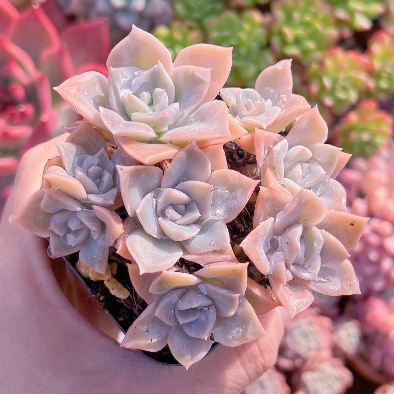 現品　ラブリーローズx白牡丹#653   るる農園