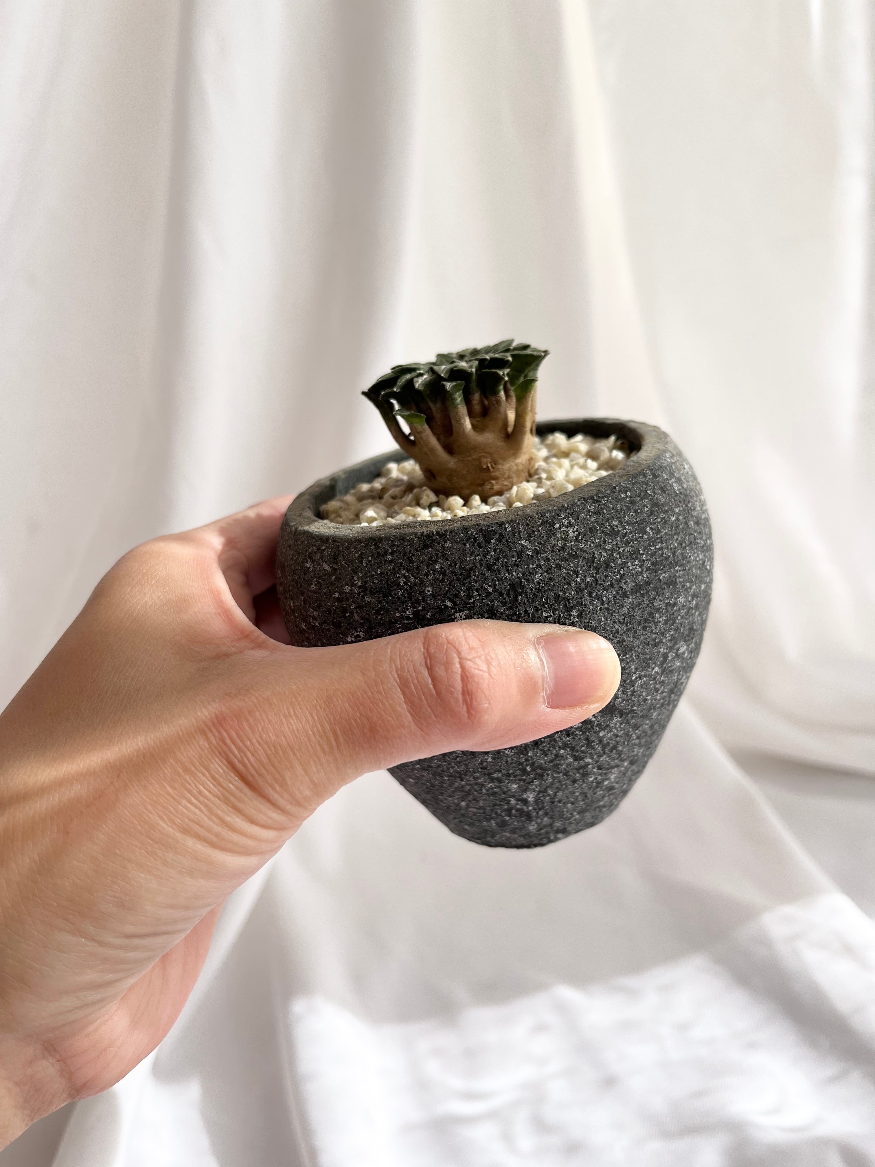 【群生美球】姫牡丹　アリオカルプス　国内繁殖苗　鉢ごと発送（黒牡丹モンスト帝冠） Ariocarpus kotschoubeyanus var.macdowell アリオカルプス 姫牡丹