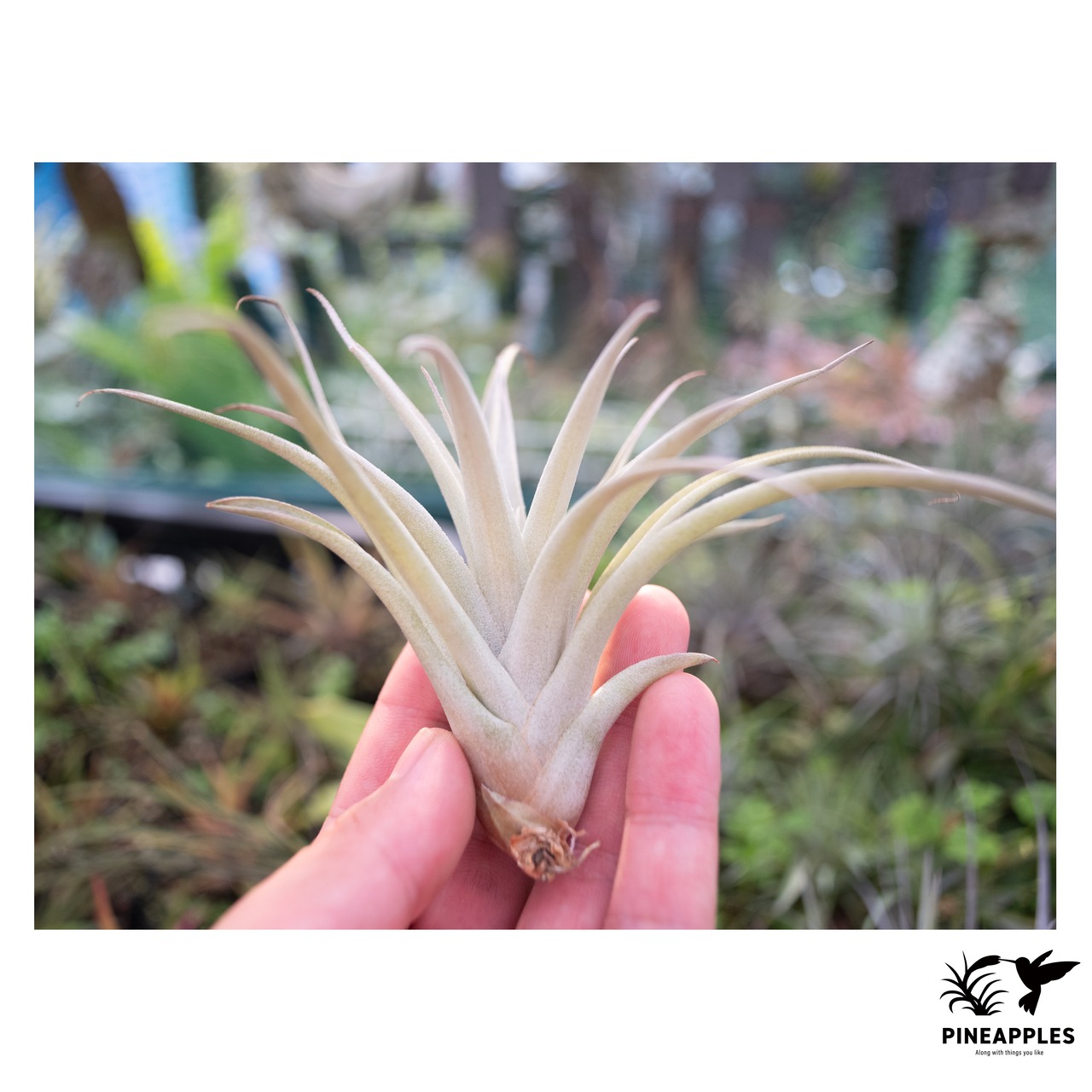 Tillandsia pseudmicans - 1