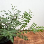 Commiphora monstruosa【コミフォラ・モンストローサ・実生】