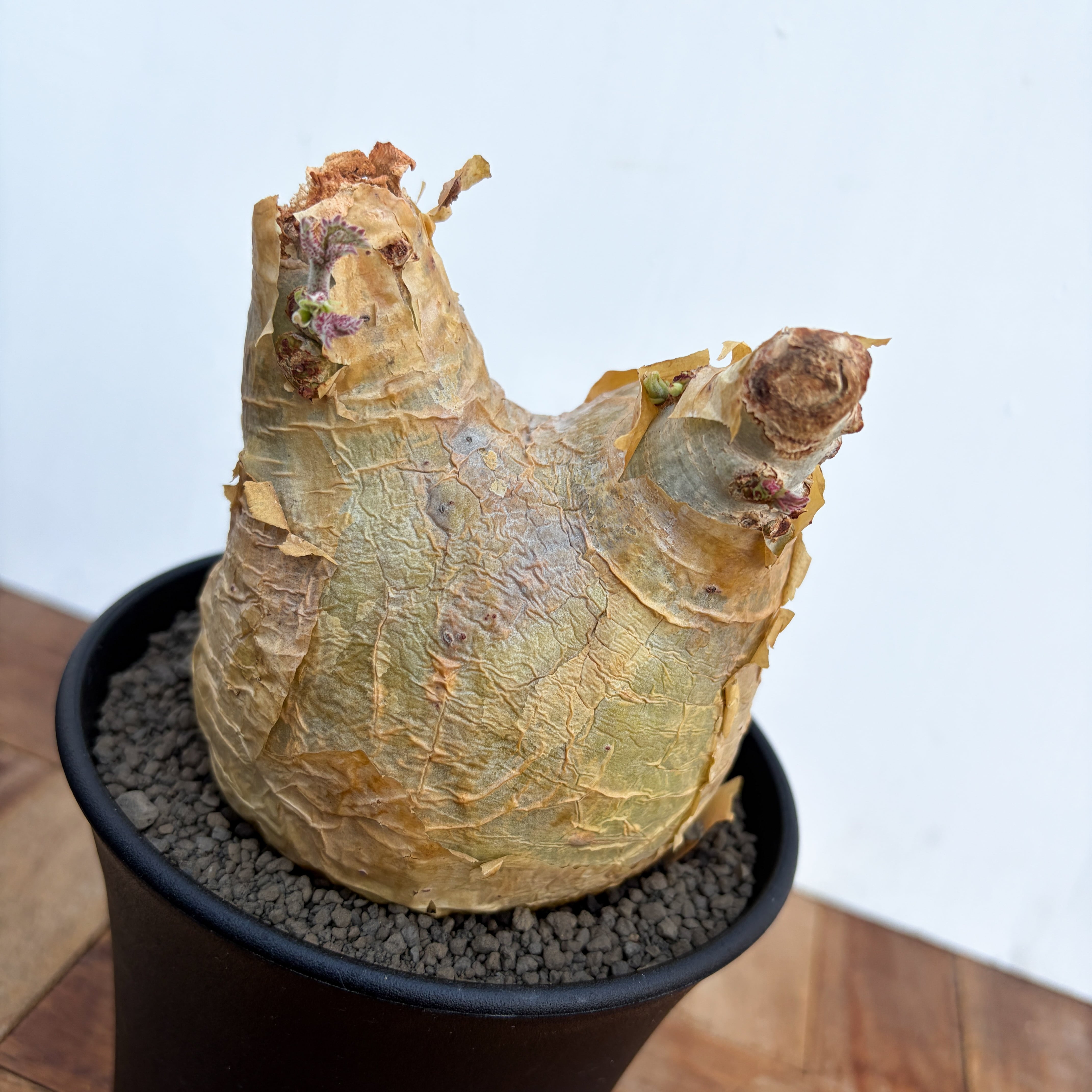 Cyphostemma uter var. macropus【キフォステンマ・ウター・マクロプス