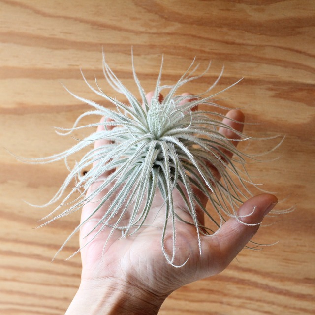 ［Tillandsia］tectorum テクトラム  　L  　ティランジア　エアプランツ