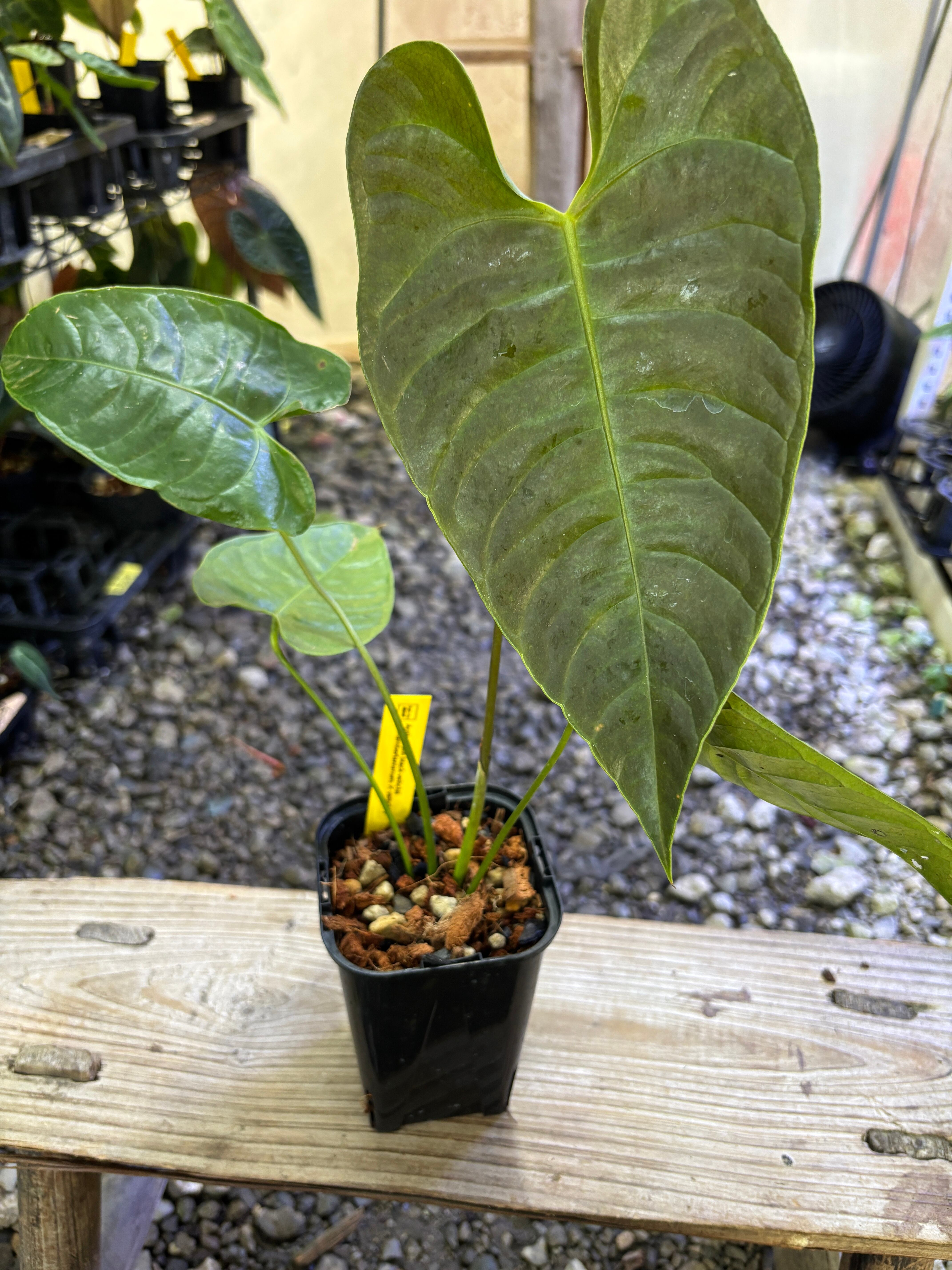 Anthurium | BA PLants
