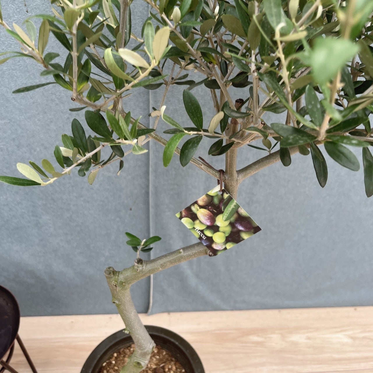 現品］E 創樹 オリーブ ルッカ 6号 観葉植物 屋外 オリーブの木