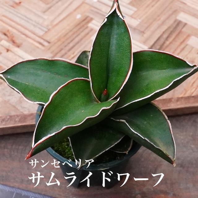【サムライドワーフ 1】サンスベリア　希少　ワイルド