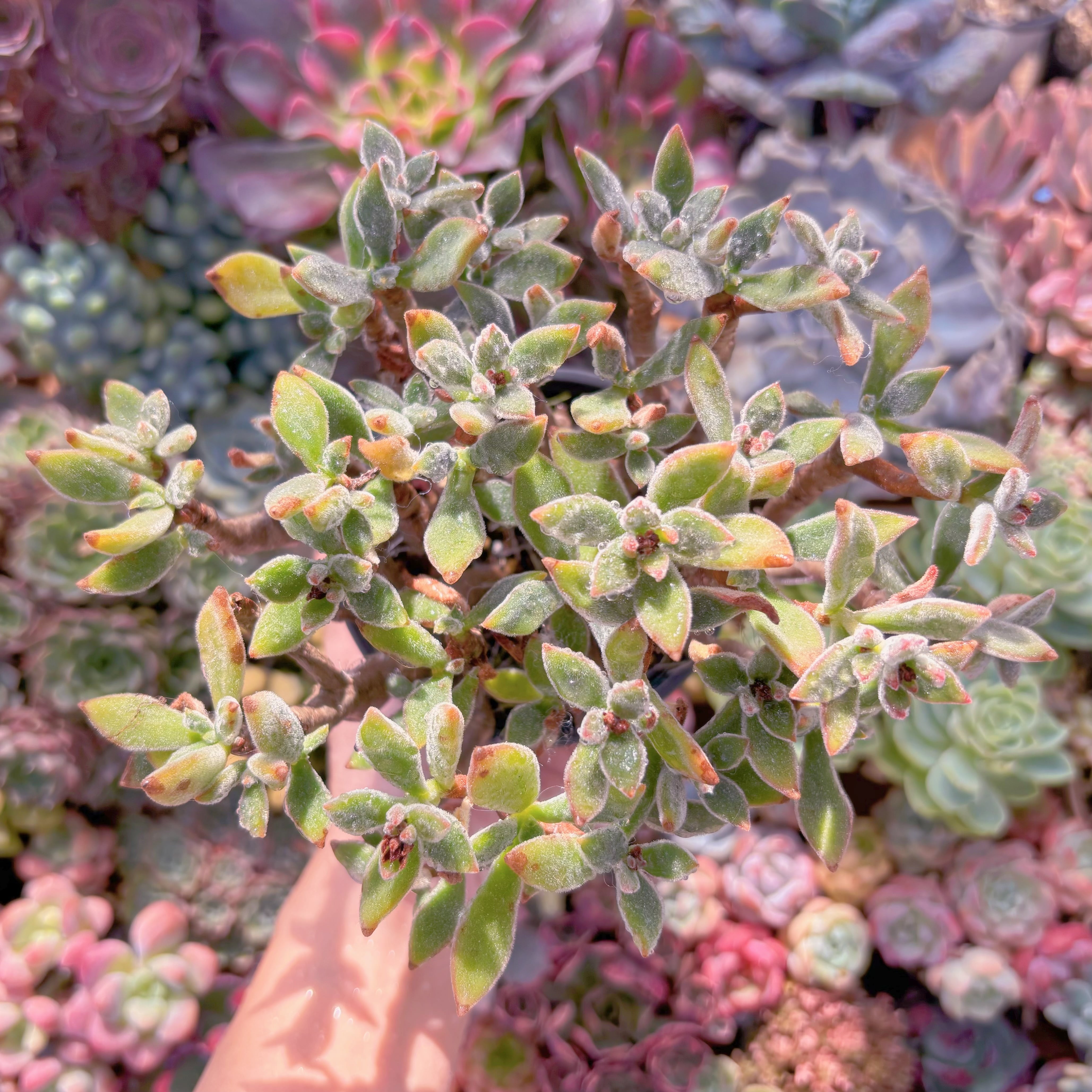 現品　錦晃星#B44　るる農園