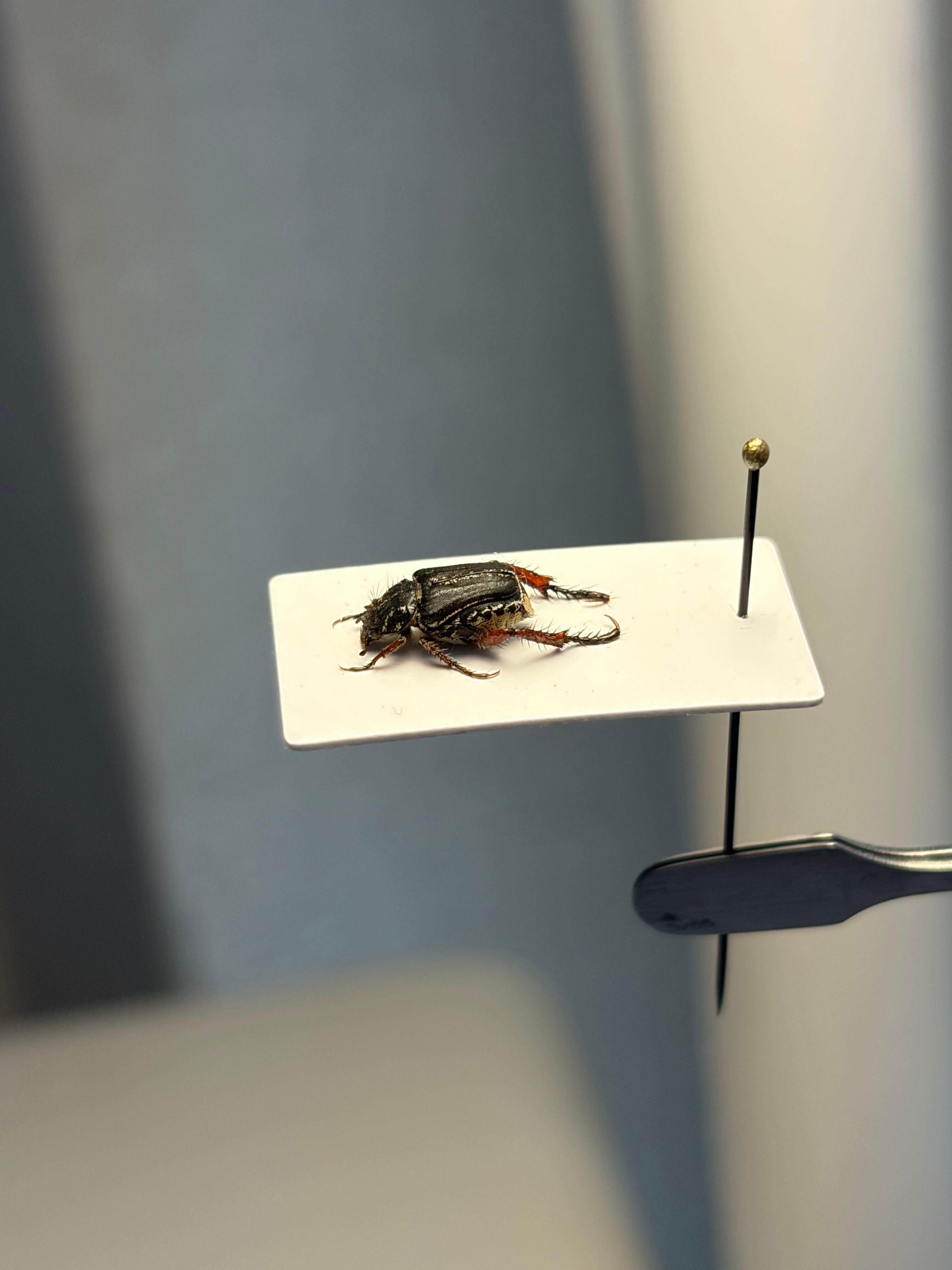 6mm】艶のある体のアシナガコガネ 標本 プラチナコガネ ウグイスコガネ