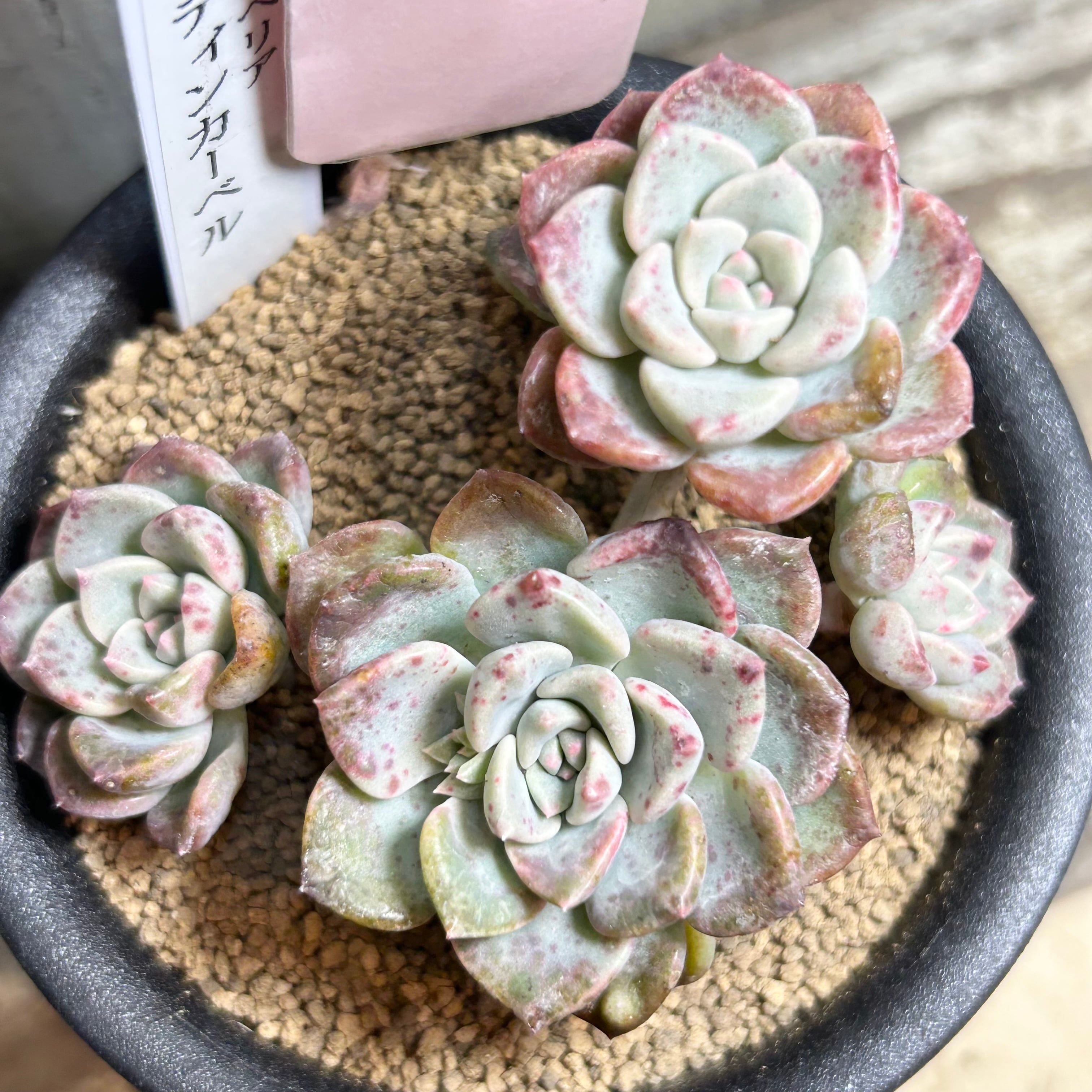 姫秀麗錦 限定1点 | RuPo 多肉植物専門店