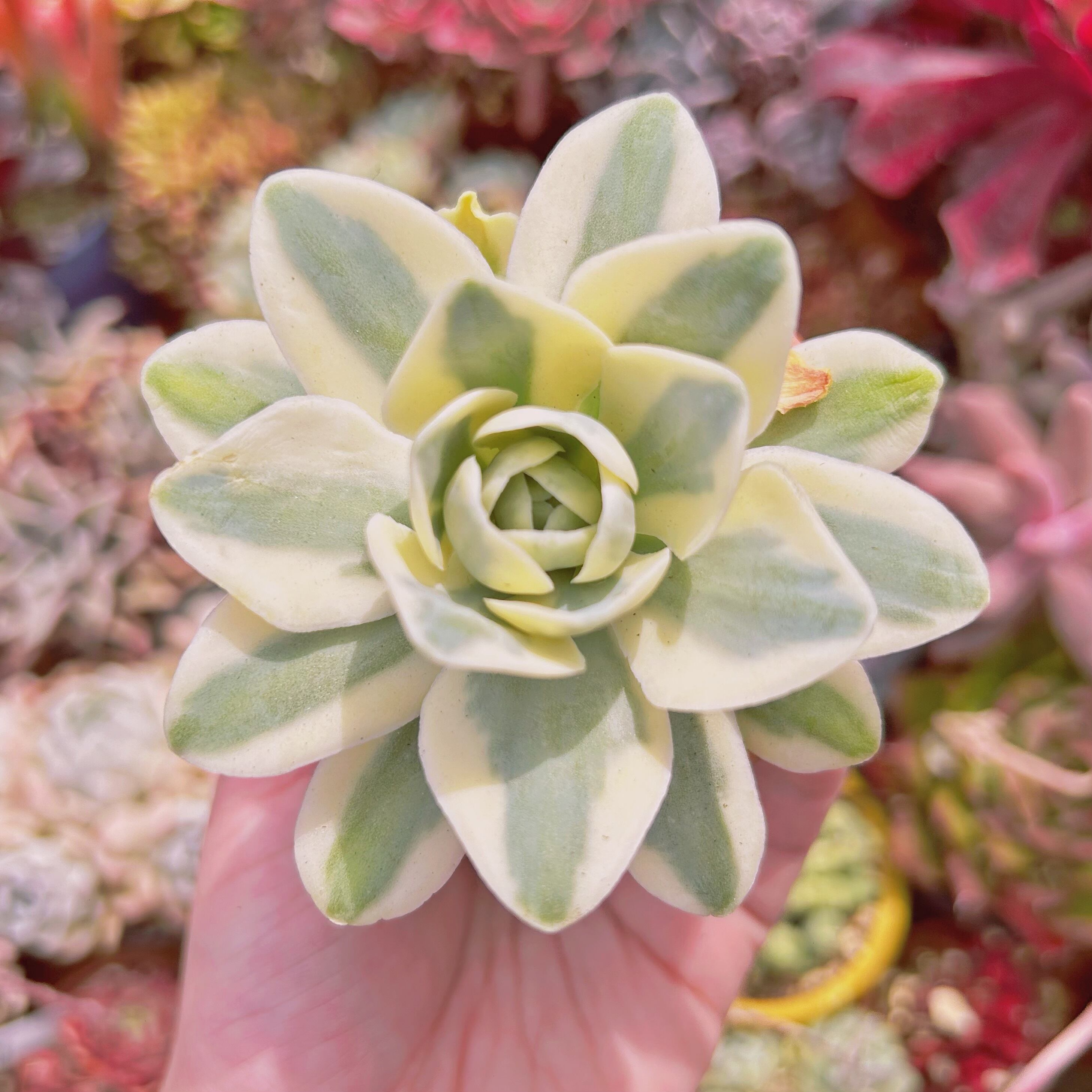 多肉植物 Echeveria 富士 | るる農園~多肉植物専門