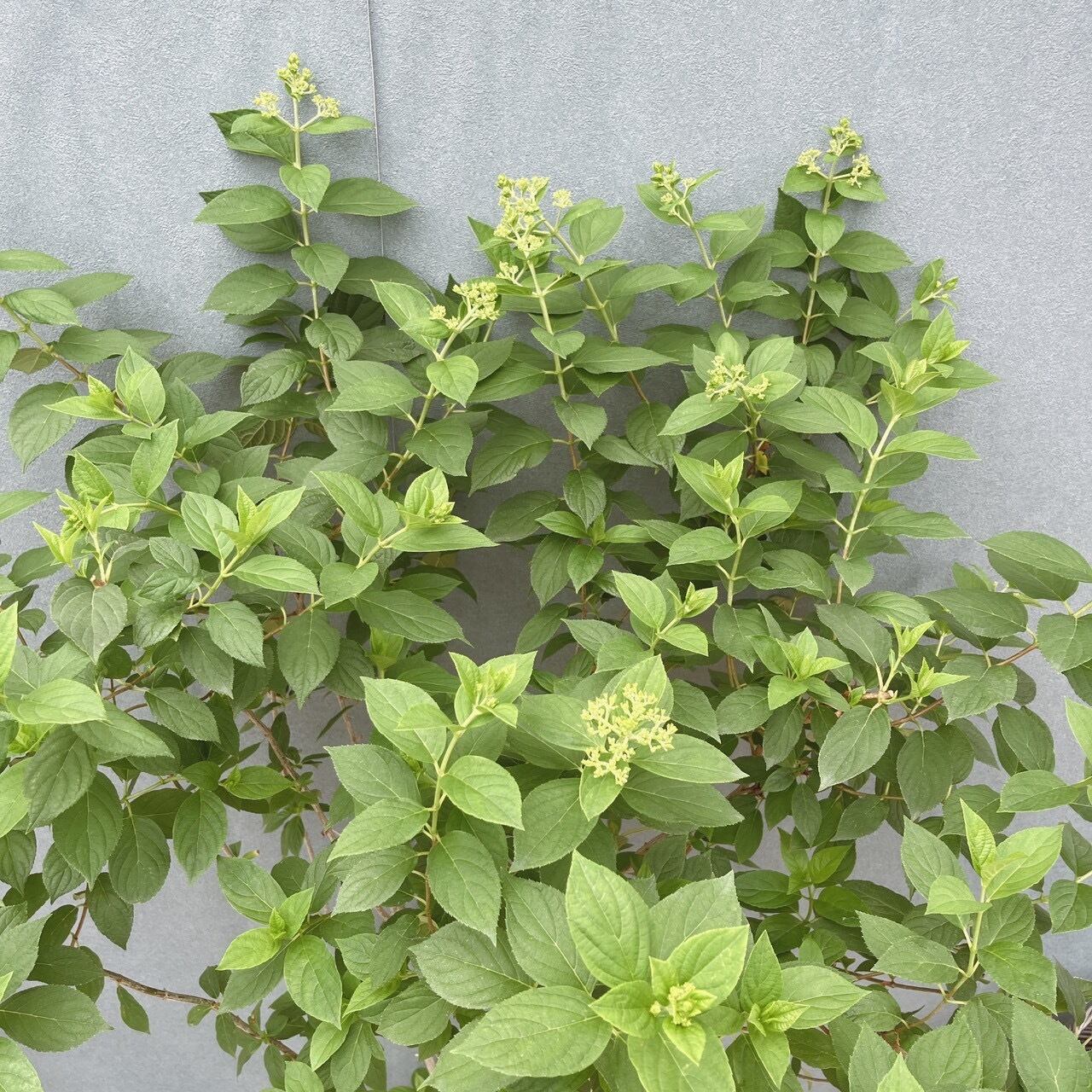［現品］1番　ピラミッドアジサイ　9号　植物　紫陽花　ノリウツギ　落葉低木 現品］ピラミッドアジサイ 9号 植物 紫陽花 ノリウツギ 落葉低木 | PF