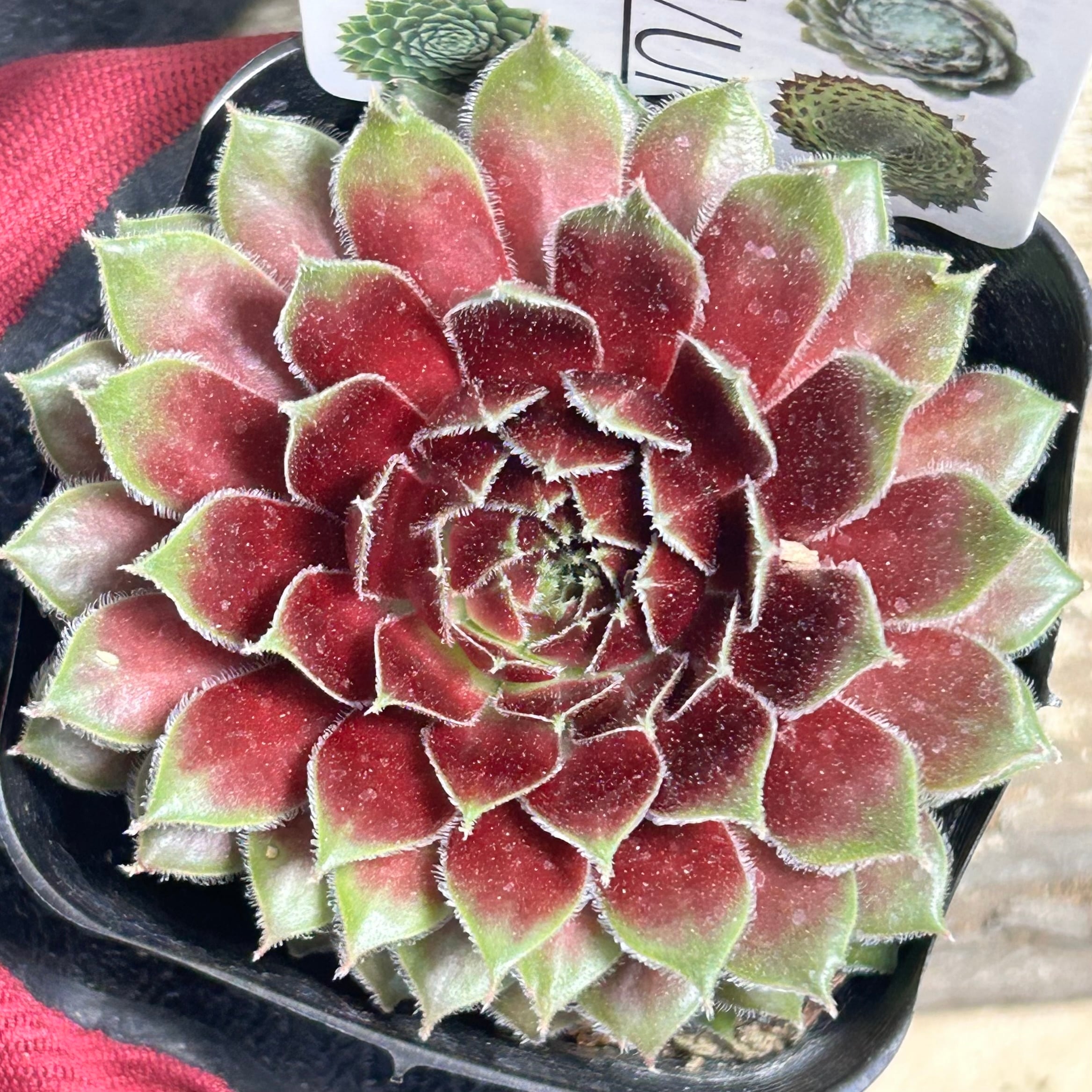 センペル | RuPo 多肉植物専門店