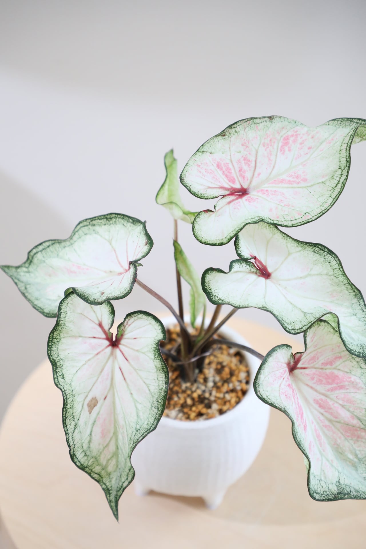 S】カラジウム ホワイトワンダー/Caladium | 【厳選植物・器】MIDORI