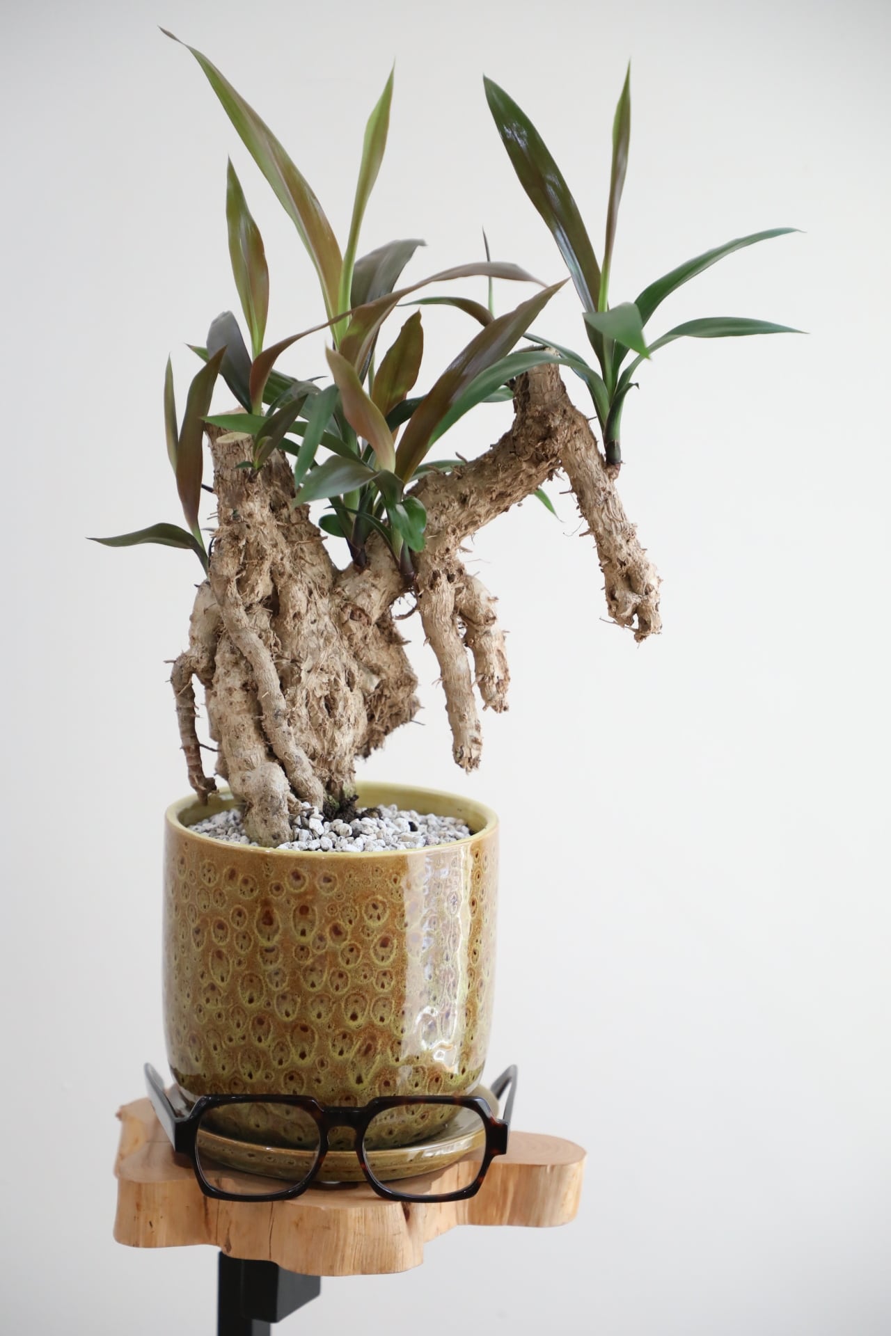 M】コルジリネ ストリクタ/Cordyline ※陶器鉢付き | 【厳選植物・器