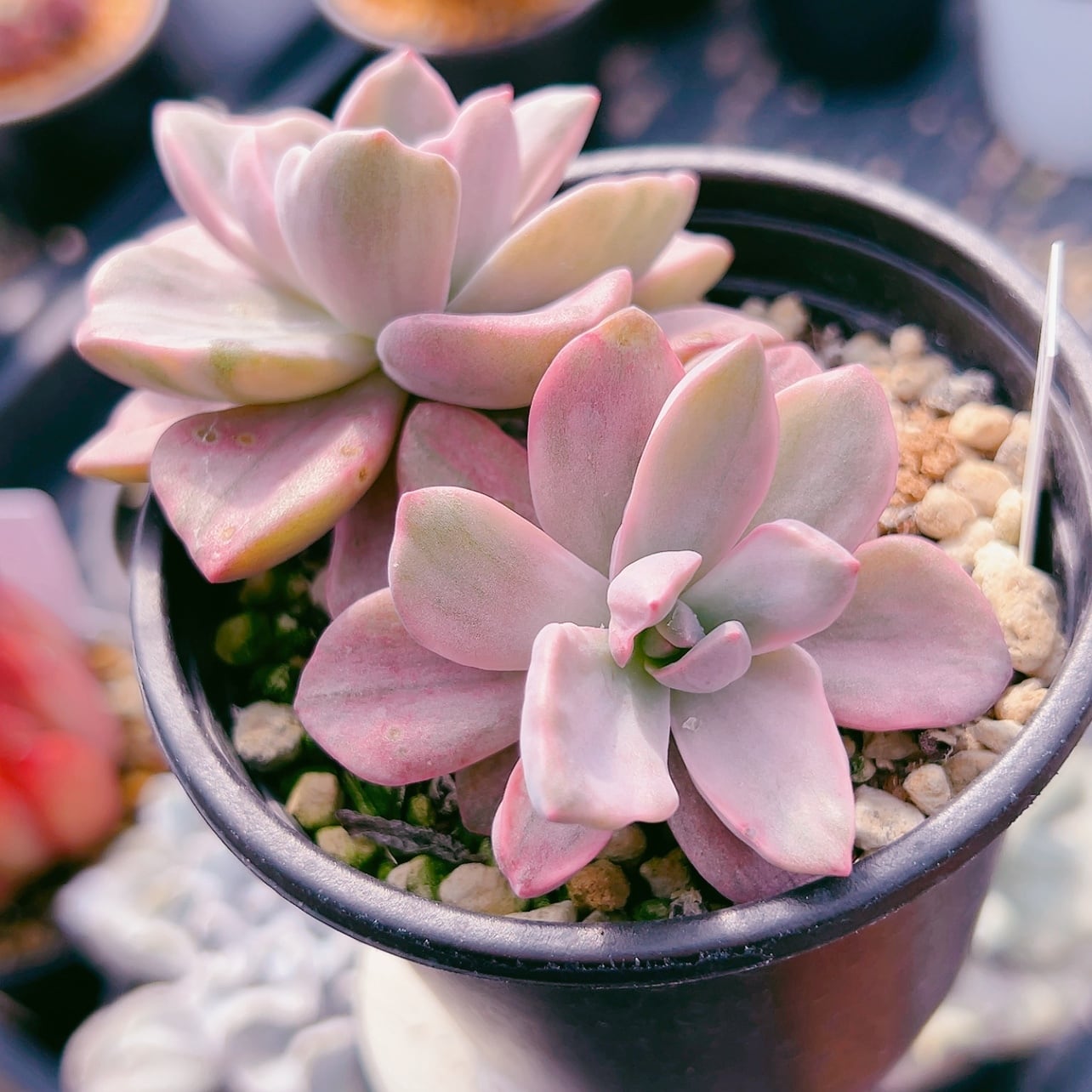 エ*肉様 Z917レッドライト50苗 抜き苗 多肉植物 エケベリア サボテン