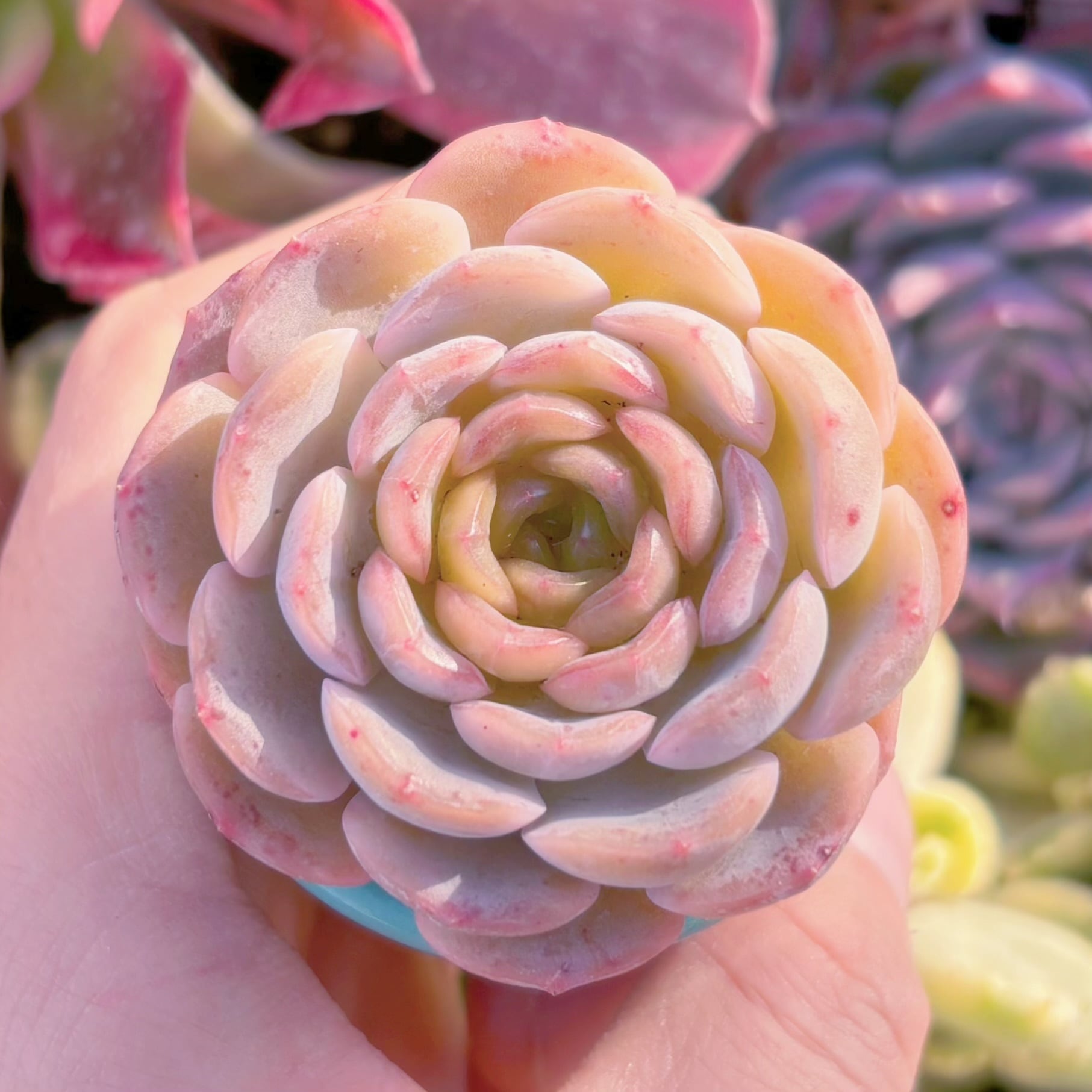 多肉植物 瞳彩 新入荷 るる農園 | るる農園~多肉植物専門